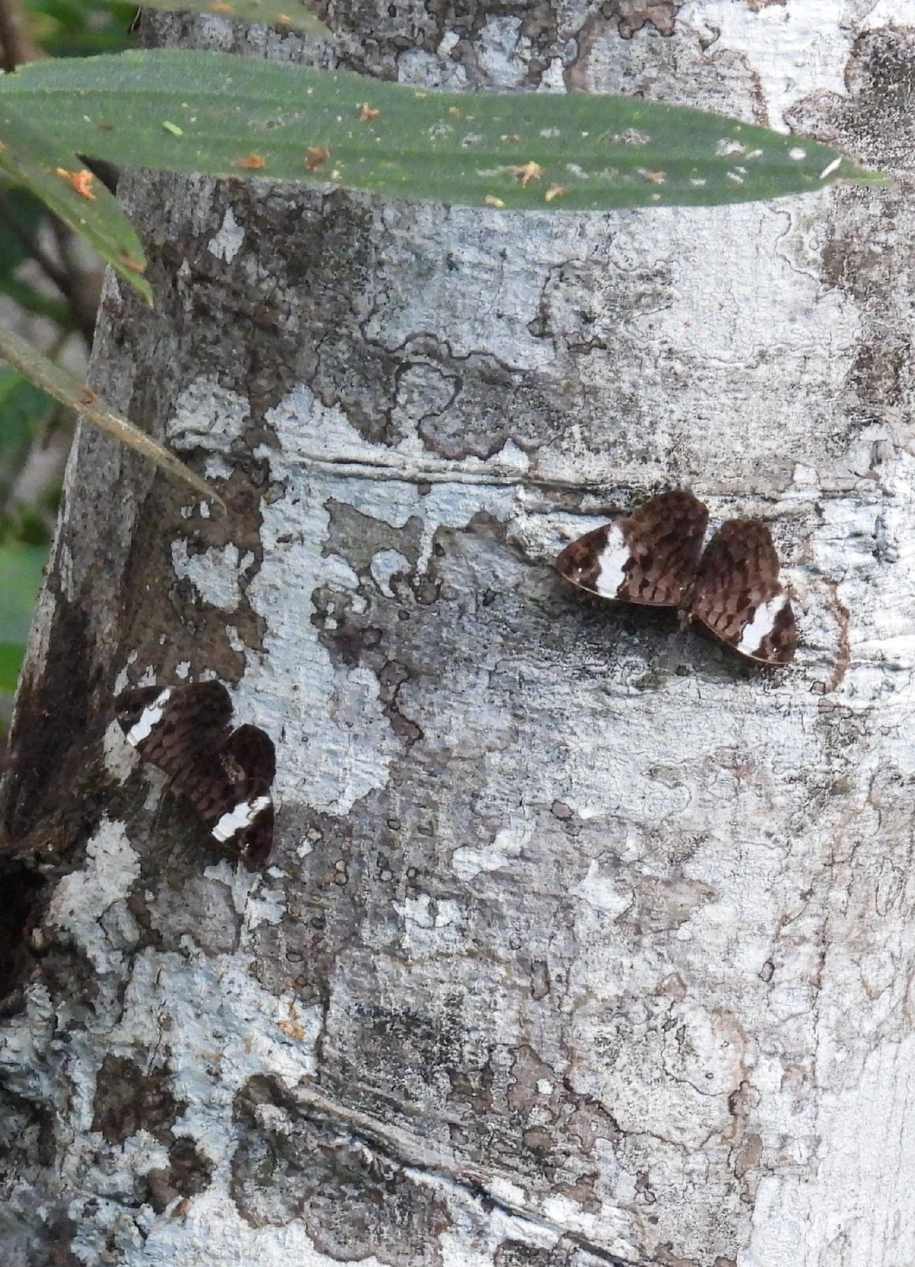 Estandarte-de-Thecla (Ectima thecla), insetos, fotografado em Queluz