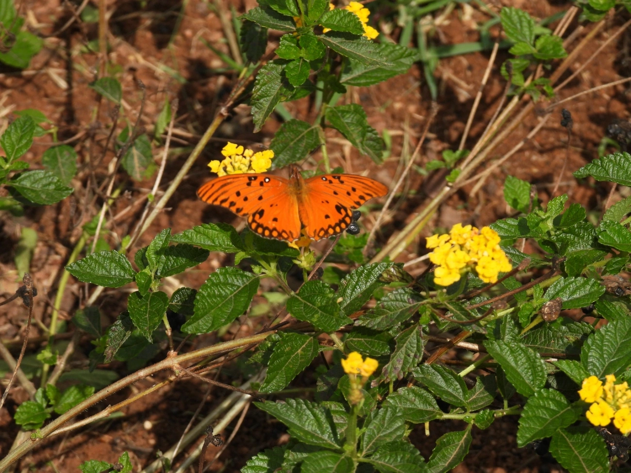 Borboleta-paixão (Dione vanillae), insetos, fotografado em Bragança Paulista