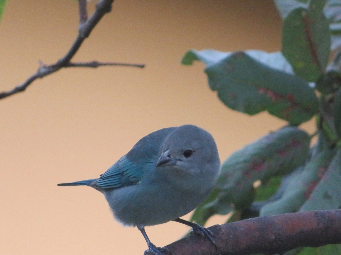 Sanhaço-cinzento (Thraupis sayaca), aves, fotografado em Maresias, São Sebastião