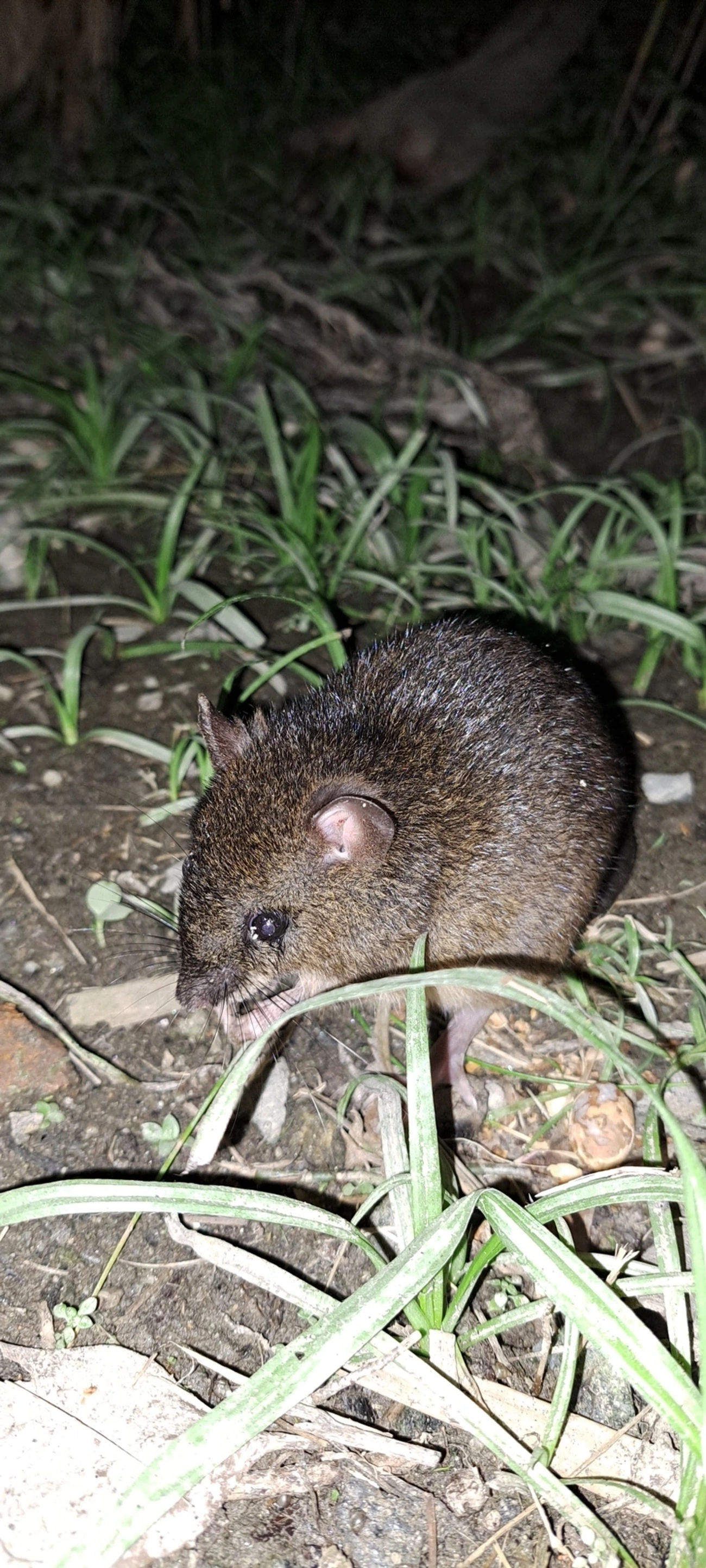 Rato-d’água (Nectomys squamipes), mamíferos, fotografado em Maresias, São Sebastião