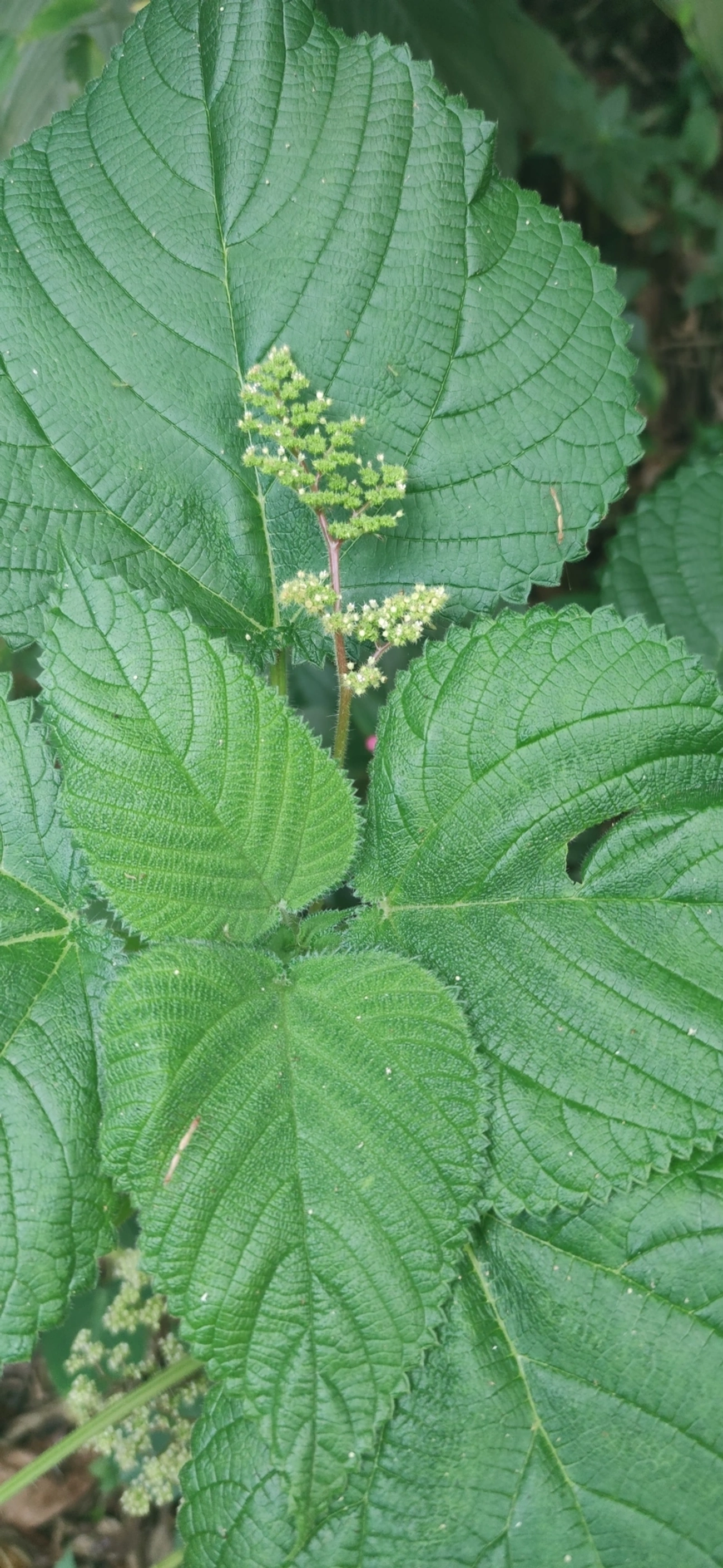 Urtiga-vermelha (Laportea aestuans), plantas, fotografado em Paúba, São Sebastião