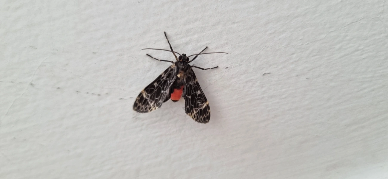 Ctenuchina, insetos, fotografado em Maresias, São Sebastião