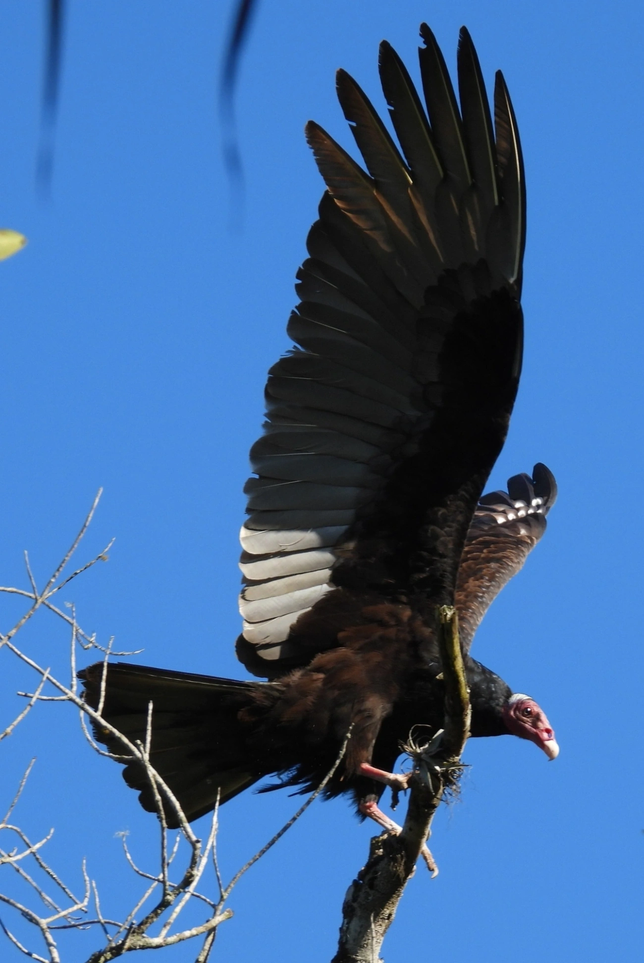 Urubu-de-cabeça-vermelha (Cathartes aura), aves, fotografado em Maresias, São Sebastião