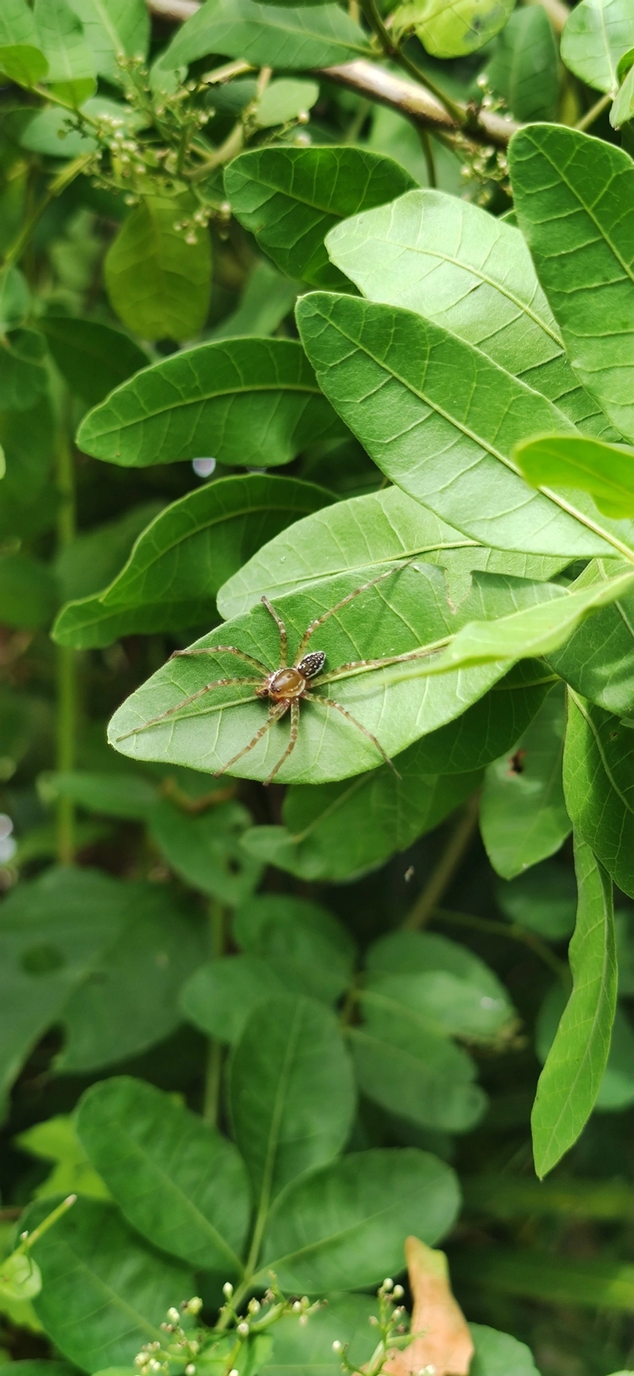 Thaumasia, aracnídeos, fotografado em Maresias, São Sebastião