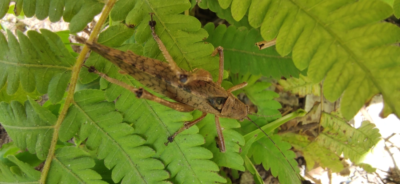 Pseudophyllinae, insetos, fotografado em Maresias, São Sebastião