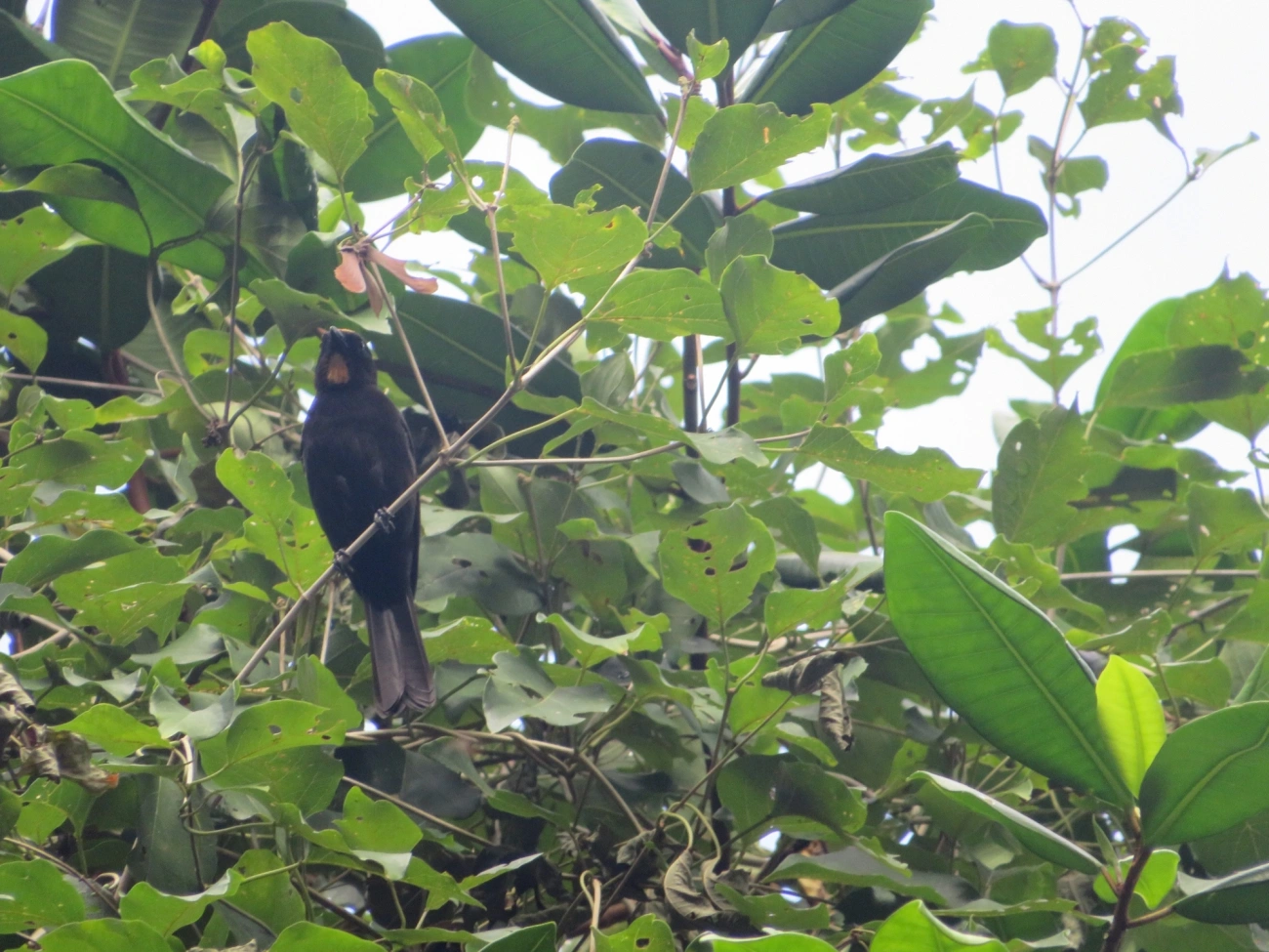 Tiê-galo (Loriotus cristatus), aves, fotografado em Maresias, São Sebastião