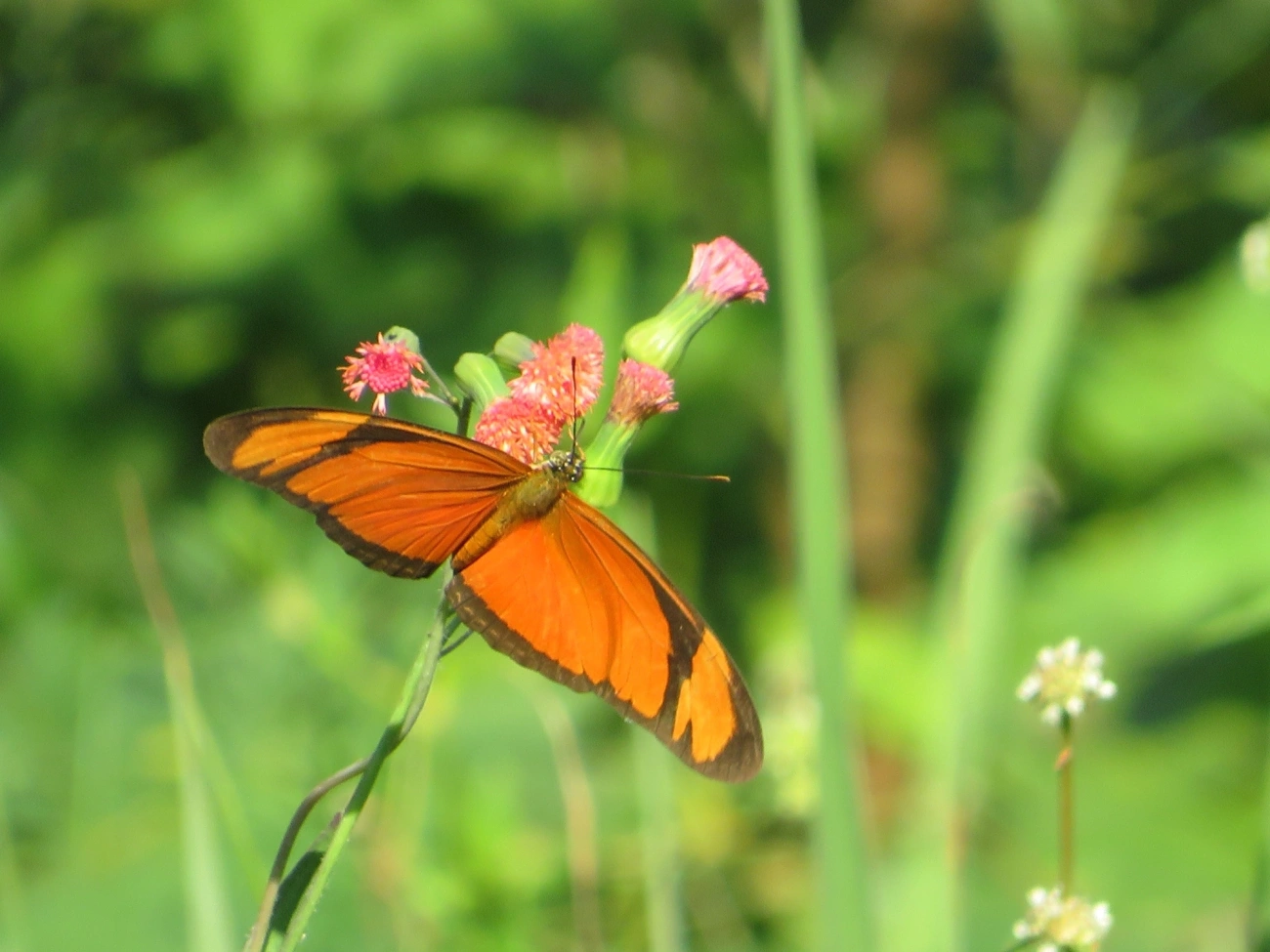 Borboleta-flambeau (Dryas iulia), insetos, fotografado em Maresias, São Sebastião