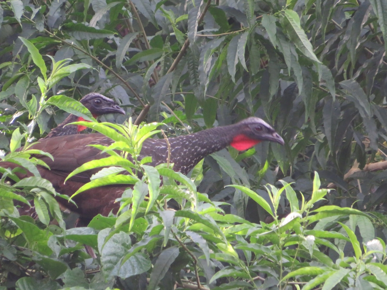 Jacuaçu (Penelope obscura), aves, fotografado em Maresias, São Sebastião