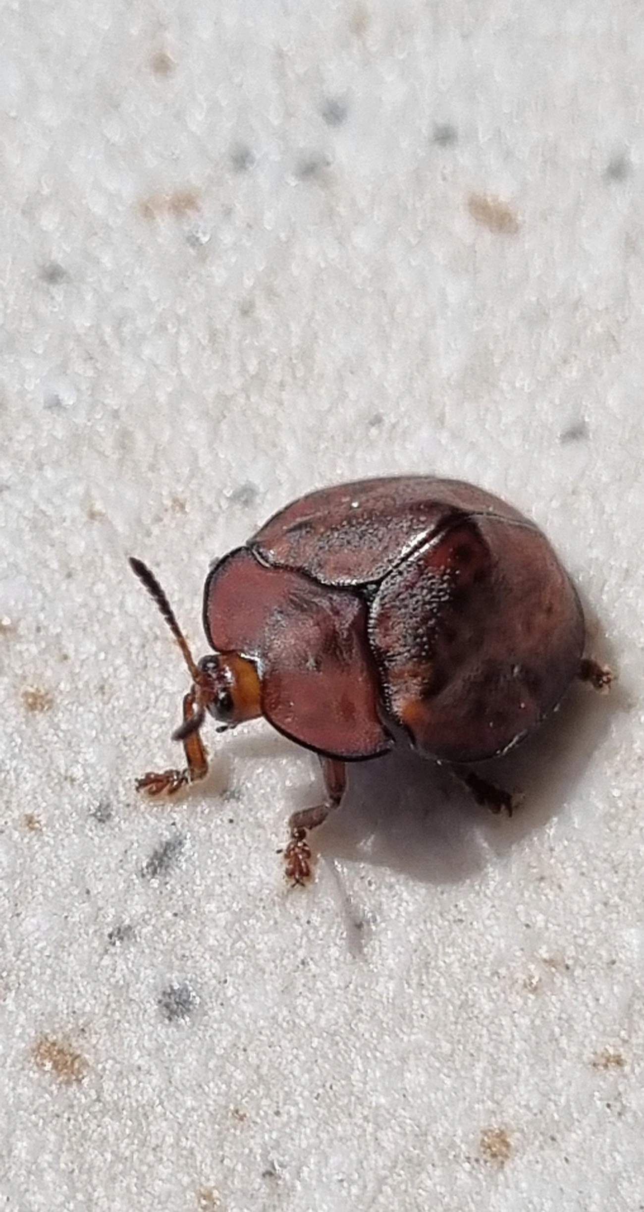 Chelymorpha, insetos, fotografado em Maresias, São Sebastião
