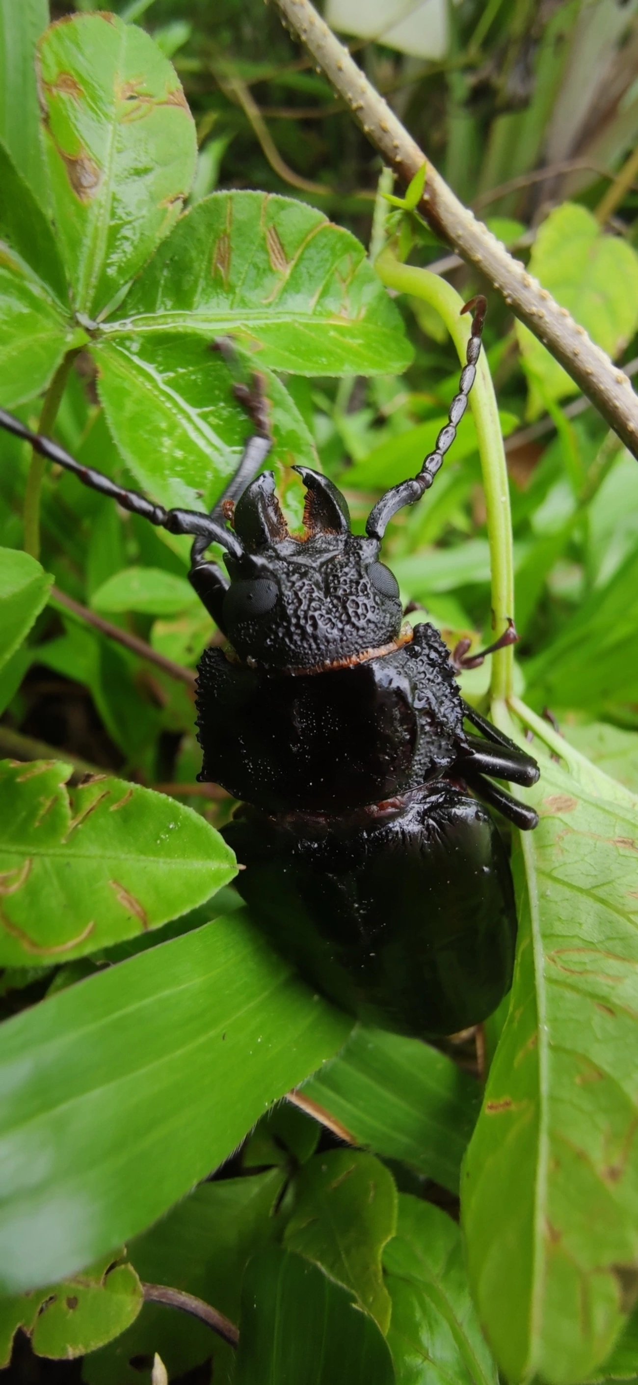Macrotomini, insetos, fotografado em Maresias, São Sebastião