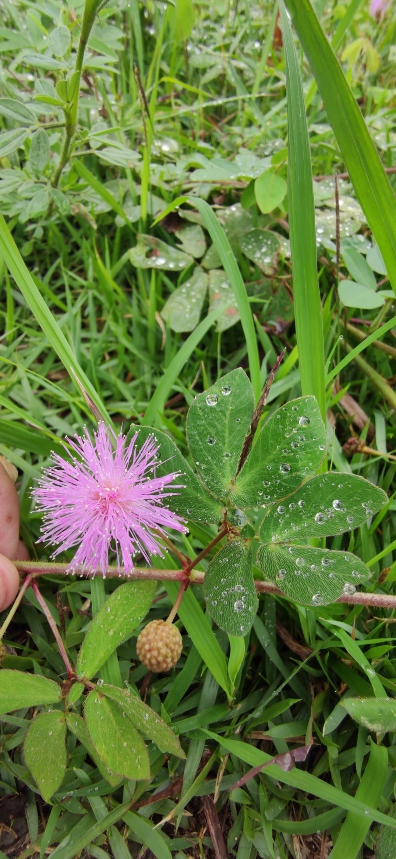 Mimosa albida, plantas, fotografado em Caraguatatuba