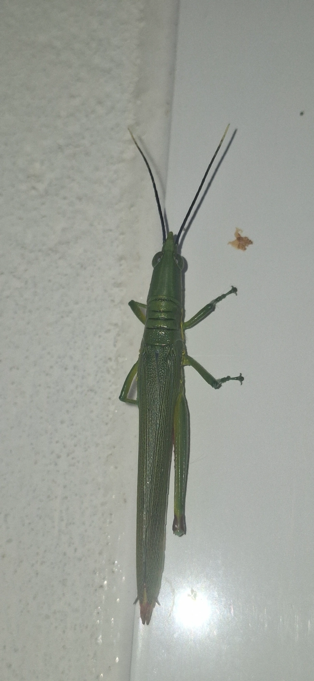 Opshomala viridis, insetos, fotografado em Maresias, São Sebastião