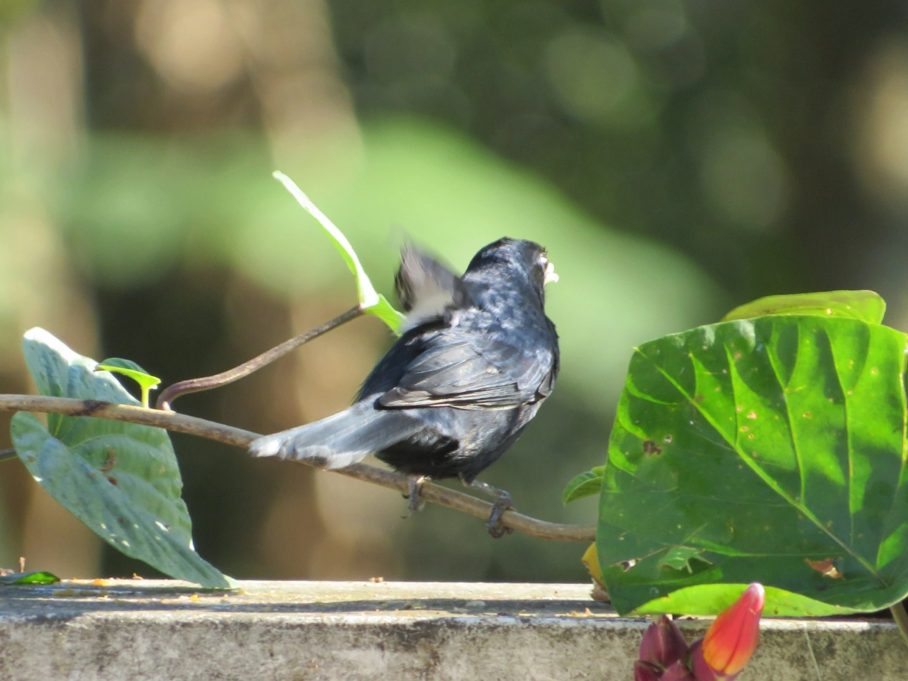 Tiê-preto (Tachyphonus coronatus), aves, fotografado em Maresias, São Sebastião