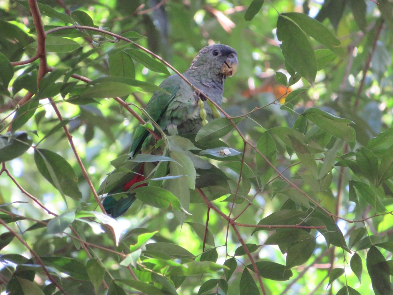 Maitaca-verde (Pionus maximiliani), aves, fotografado em Maresias, São Sebastião