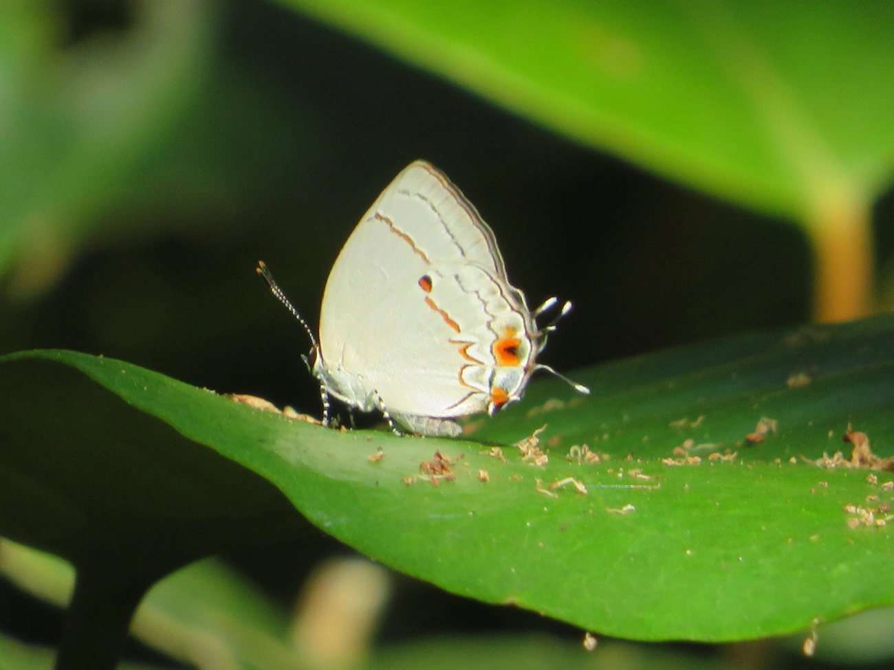 Iaspis talayra, insetos, fotografado em Maresias, São Sebastião