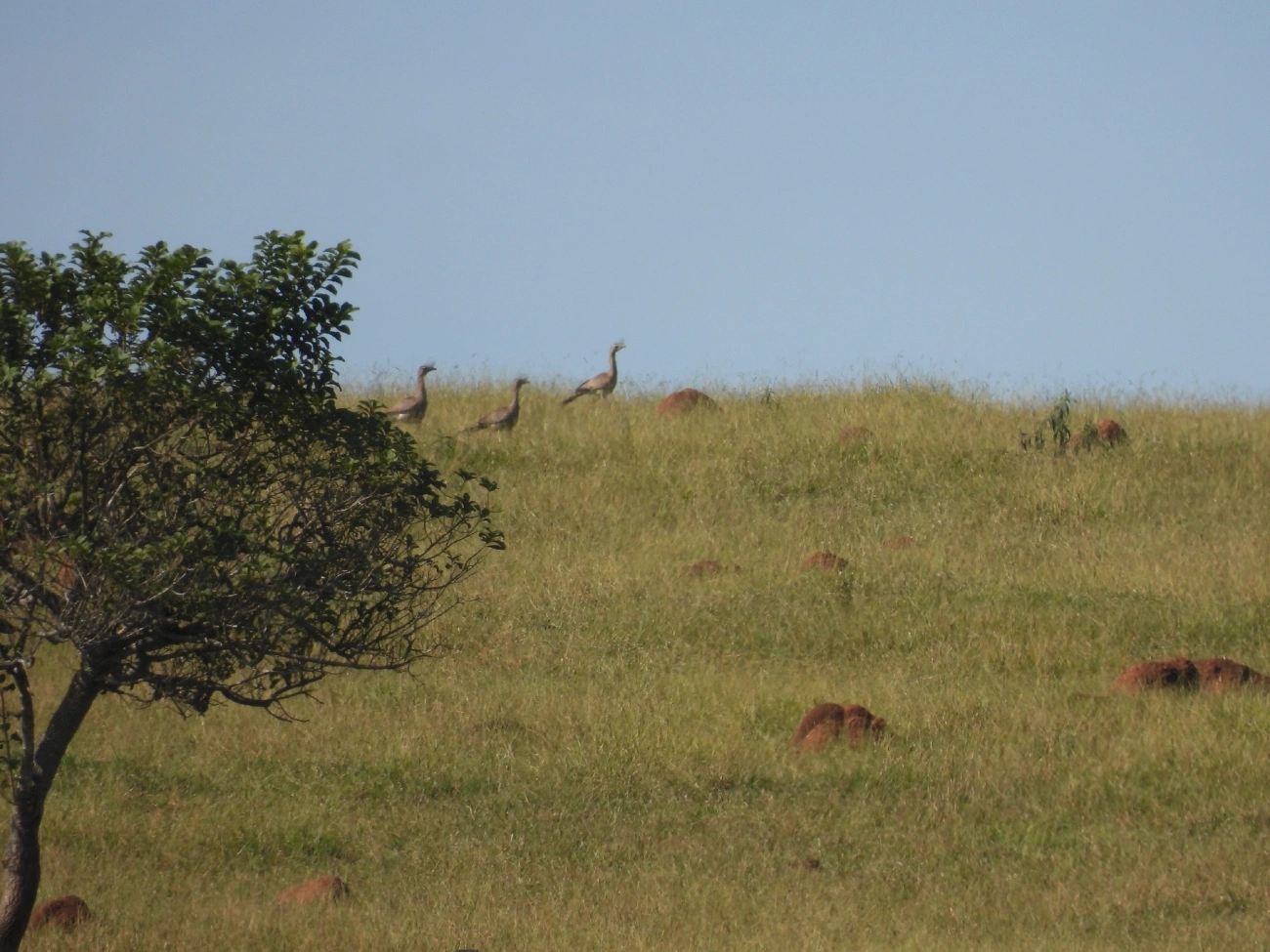 Seriema (Cariama cristata), aves, fotografado em Bragança Paulista