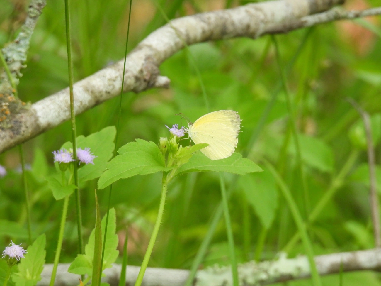 Amarelinha (Eurema nise), insetos, fotografado em Indaiá, Caraguatatuba