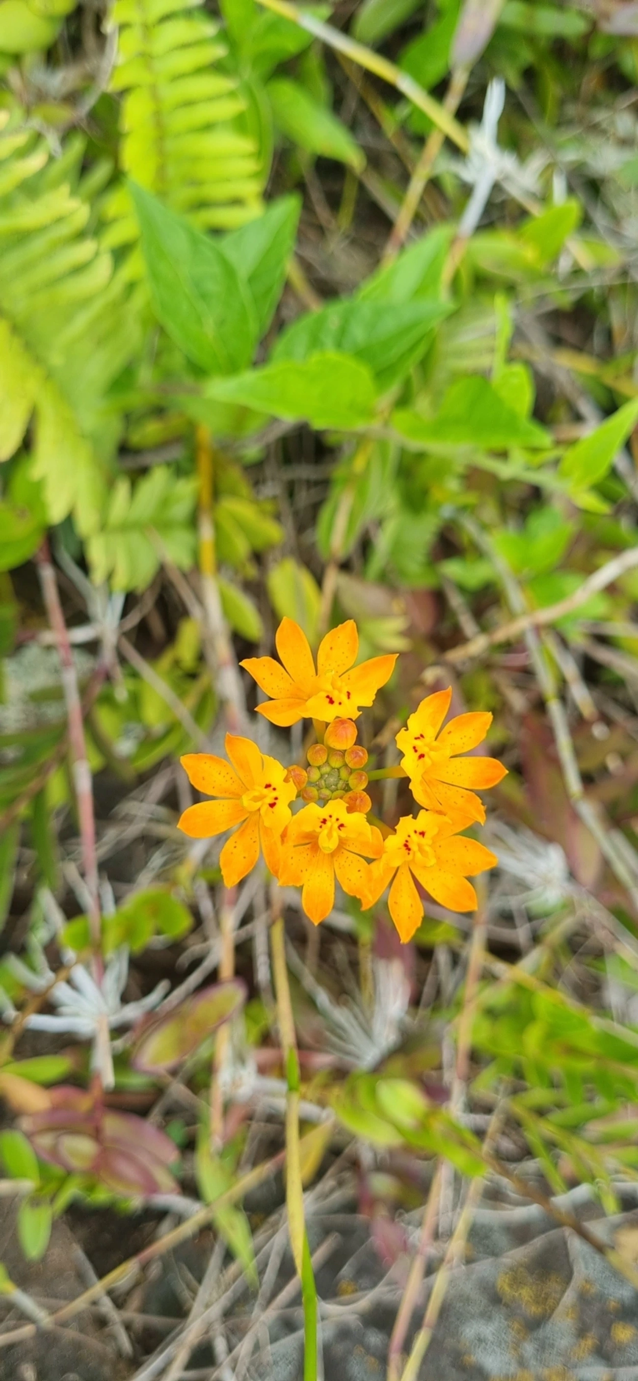 Orquídea-da-Praia (Epidendrum fulgens), plantas, fotografado em Toque-Toque Grande, São Sebastião