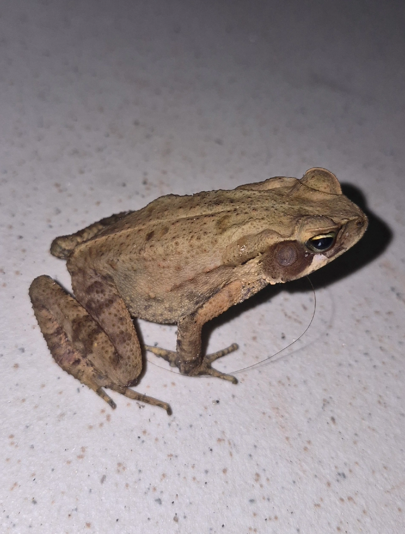 Sapo-de-floresta (Rhinella ornata), anfíbios, fotografado em Maresias, São Sebastião