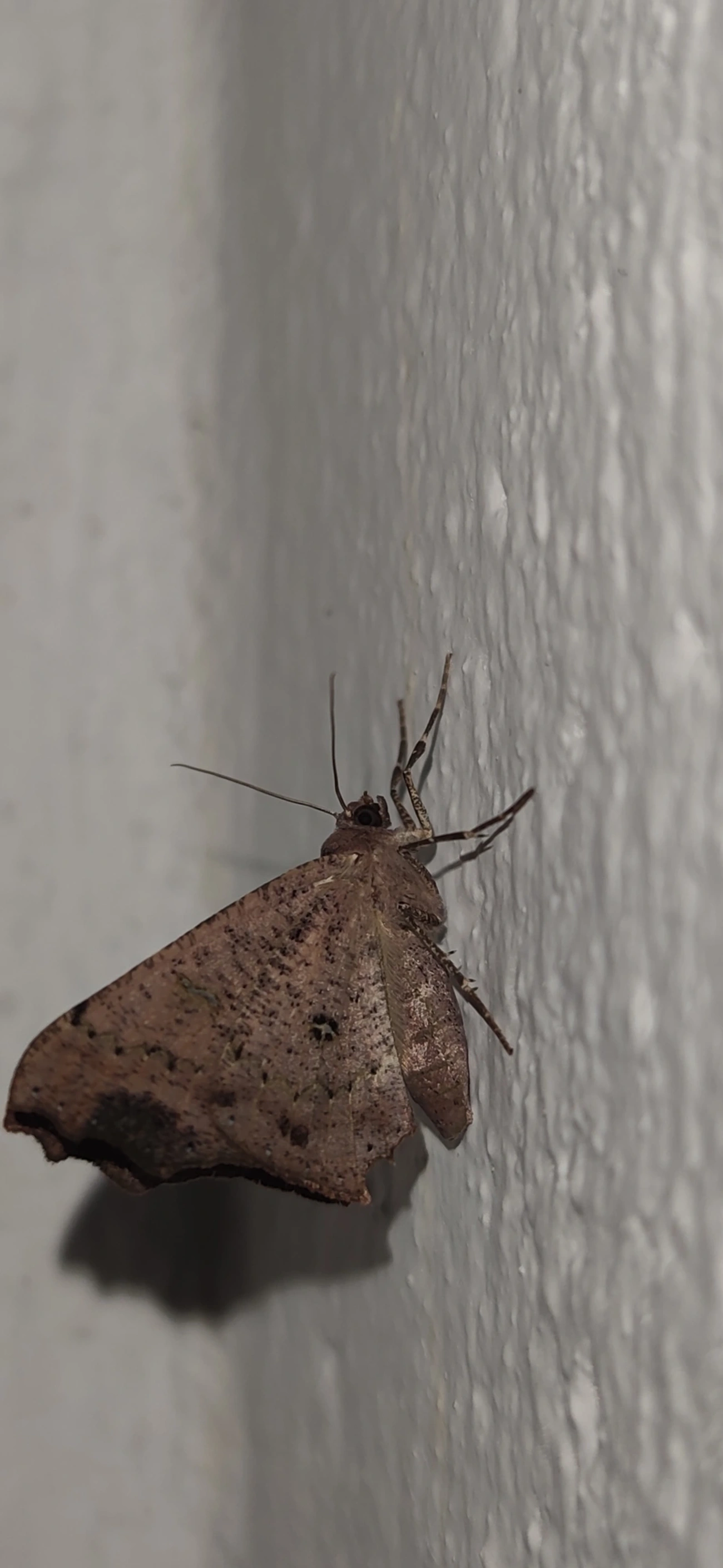 Ennominae, insetos, fotografado em São Sebastião