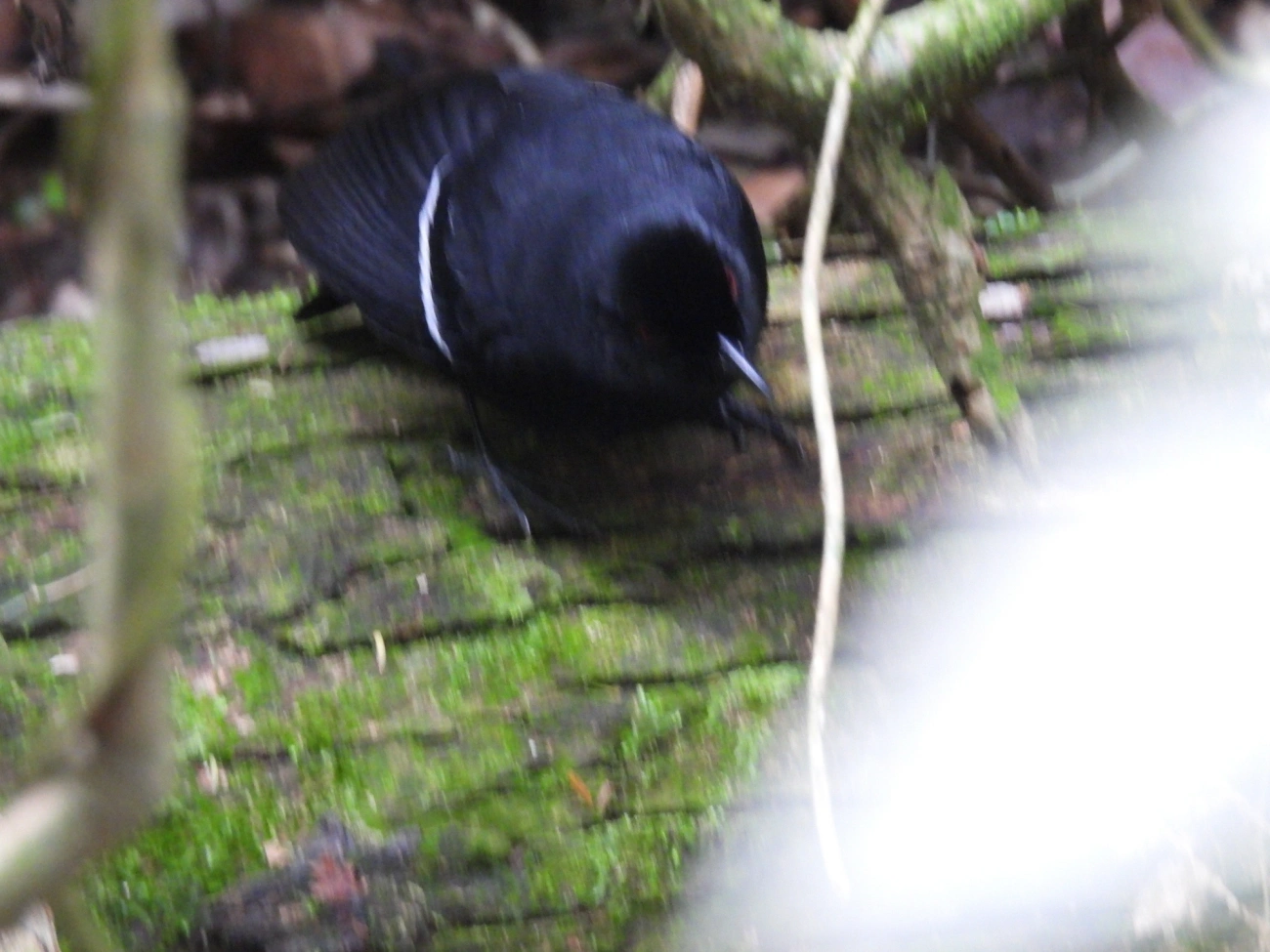 Papa-taoca-do-sul (Pyriglena leucoptera), aves, fotografado em Castelhanos, Ilhabela