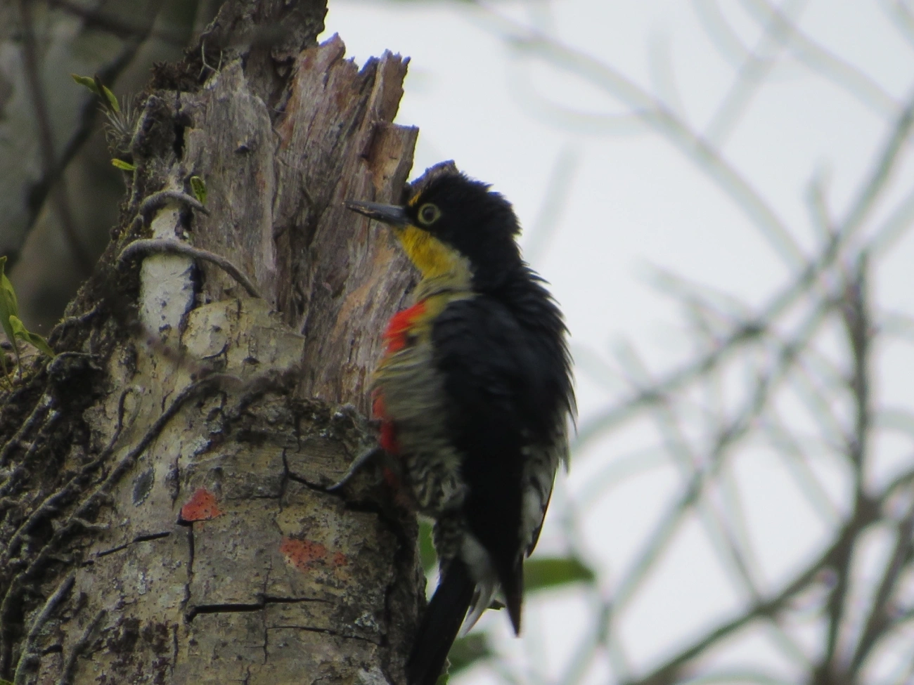 Benedito-de-testa-amarela (Melanerpes flavifrons), aves, fotografado em Maresias, São Sebastião