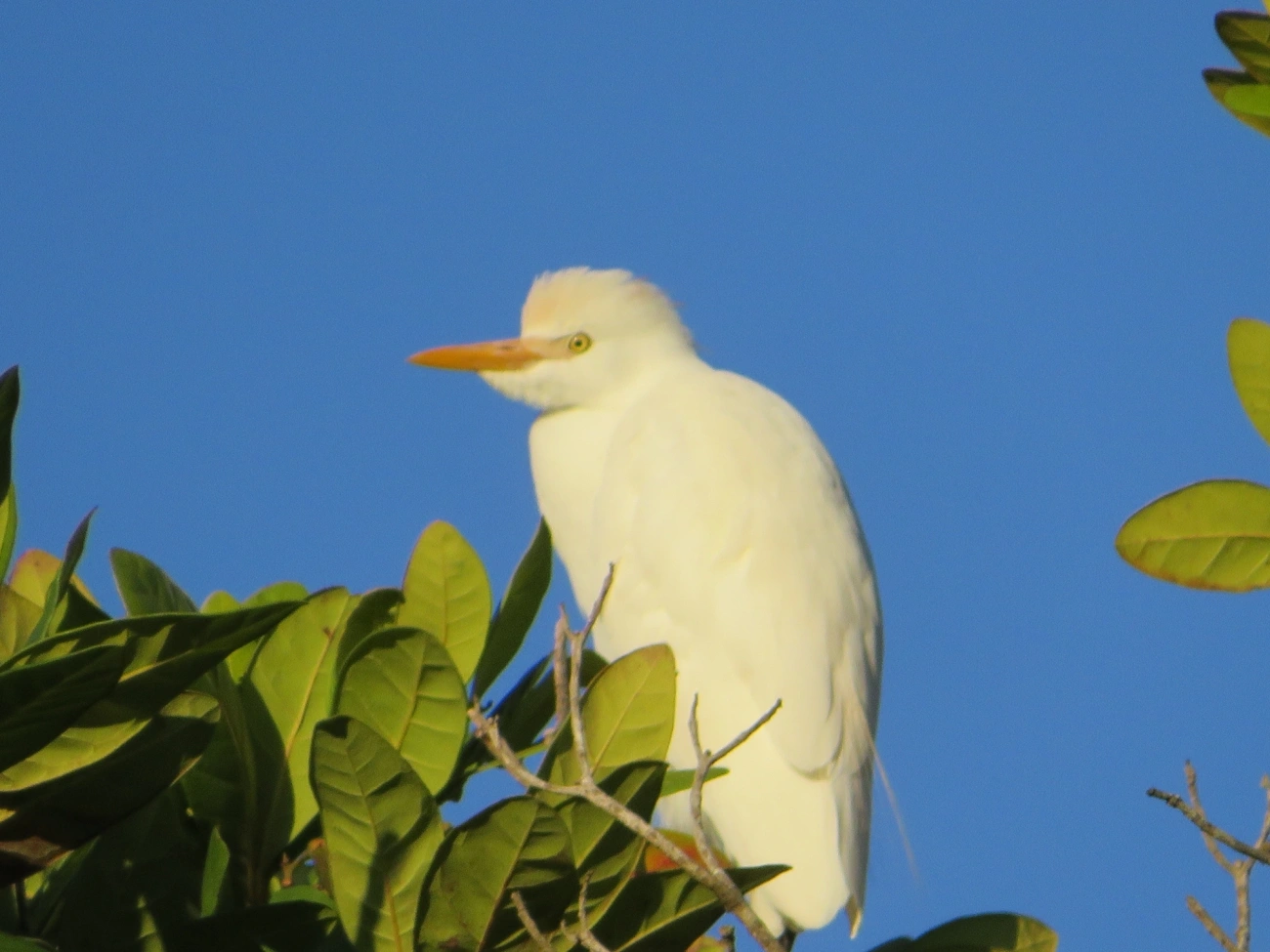 Garça-vaqueira (Ardea ibis), aves, fotografado em Maresias, São Sebastião