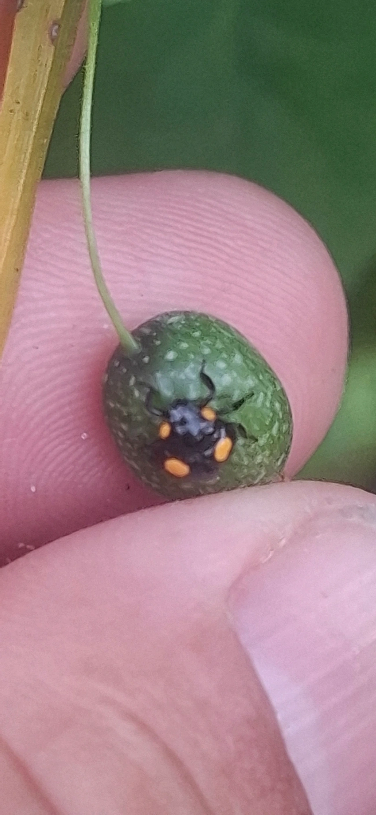 Joaninhas (Coccinellidae), insetos, fotografado em Maresias, São Sebastião
