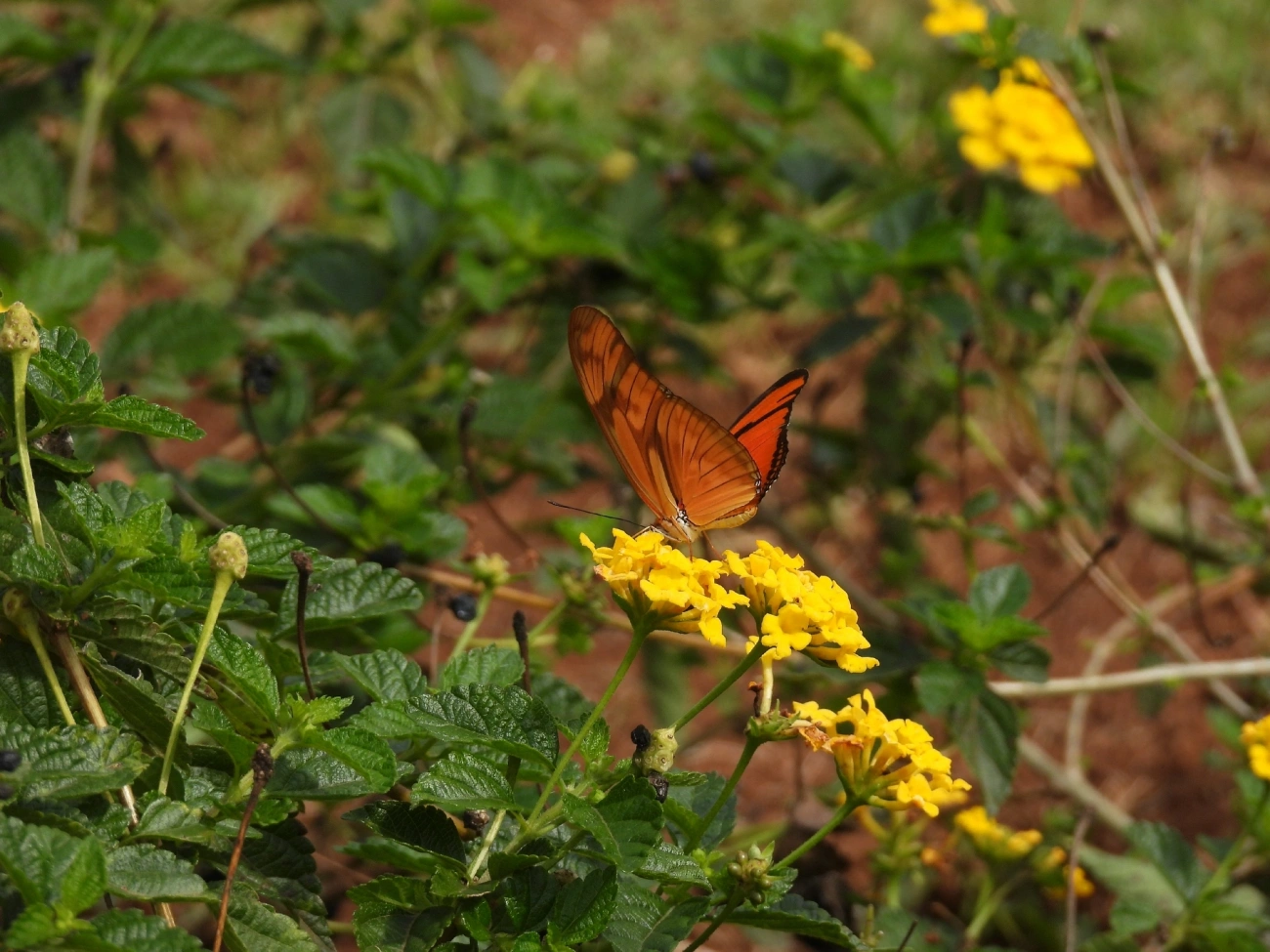 Borboleta-flambeau (Dryas iulia), insetos, fotografado em Bragança Paulista