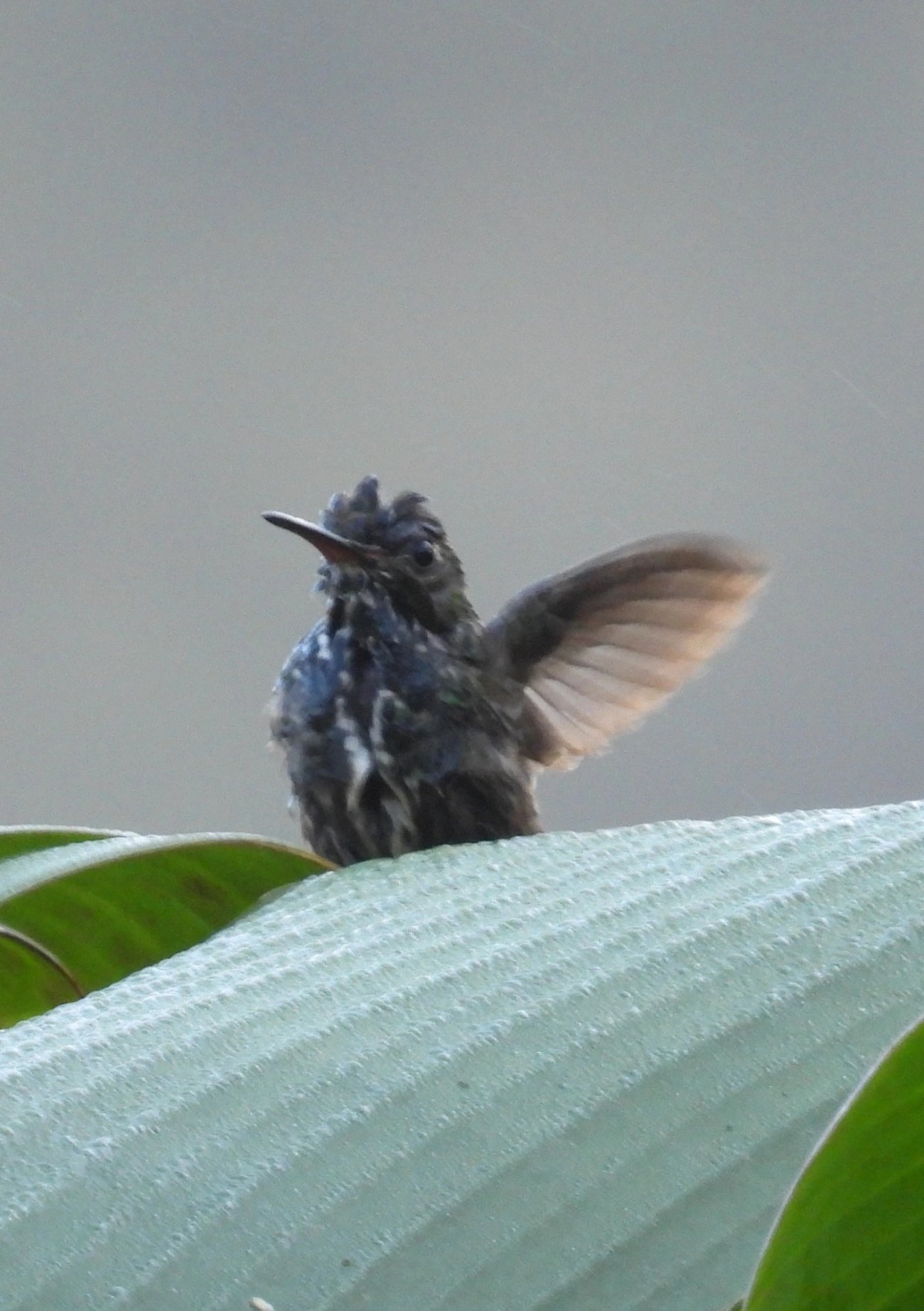 Chionomesa, aves, fotografado em Maresias, São Sebastião