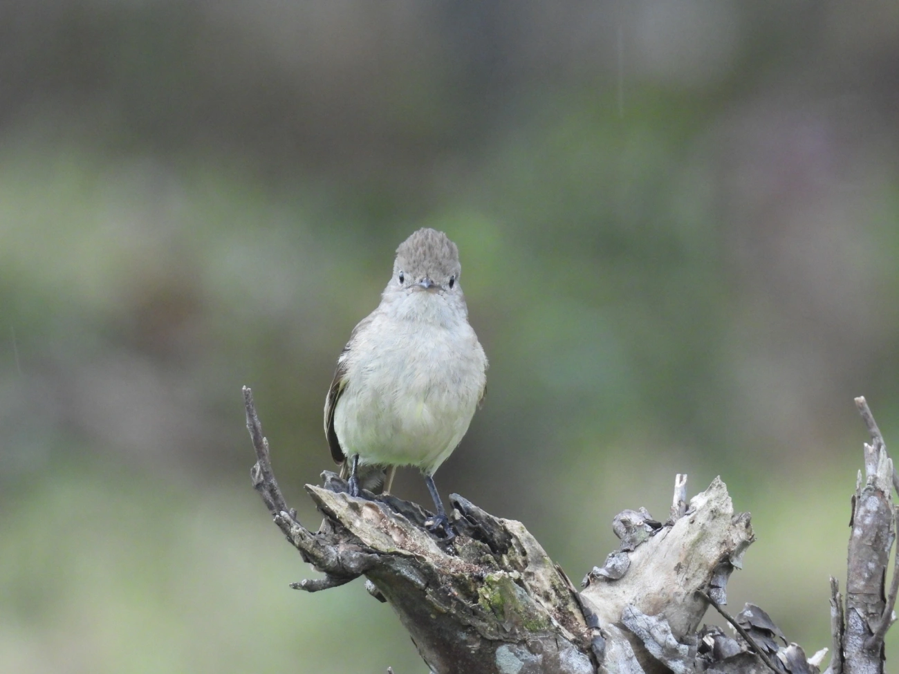 Guaracava-de-barriga-amarela (Elaenia flavogaster), aves, fotografado em Maresias, São Sebastião