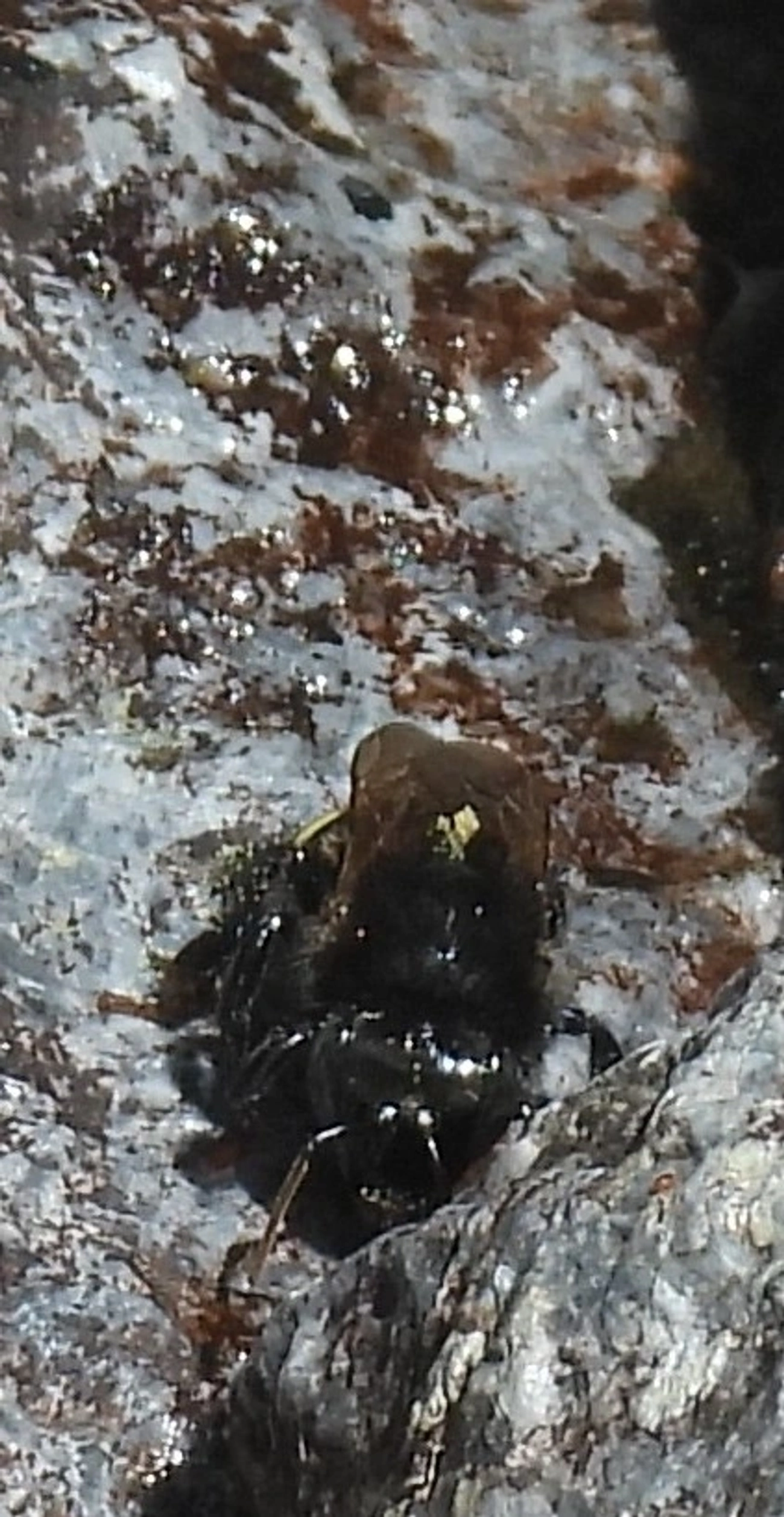 Mandaçaia (Melipona quadrifasciata), insetos, fotografado em Queluz