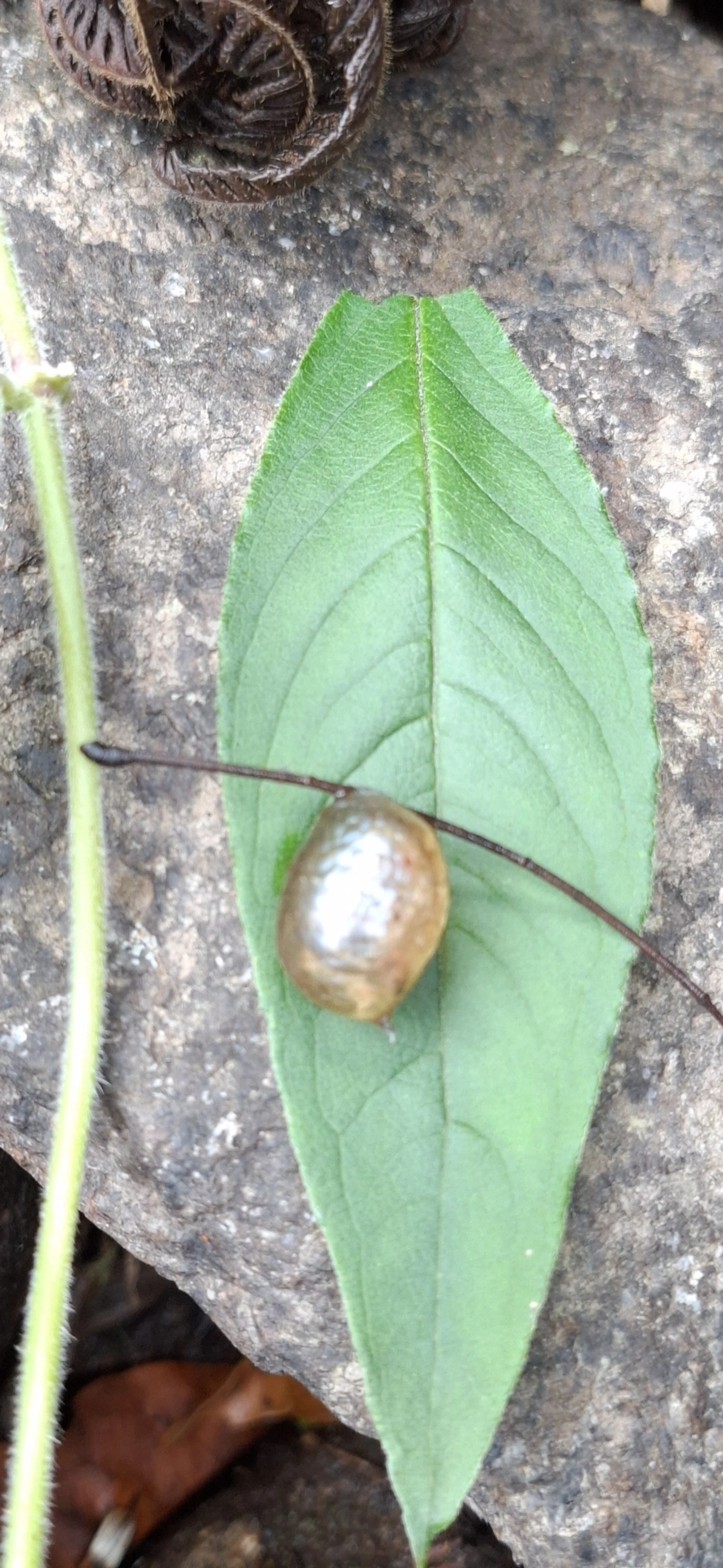 Simpulopsis, moluscos, fotografado em Itamonte