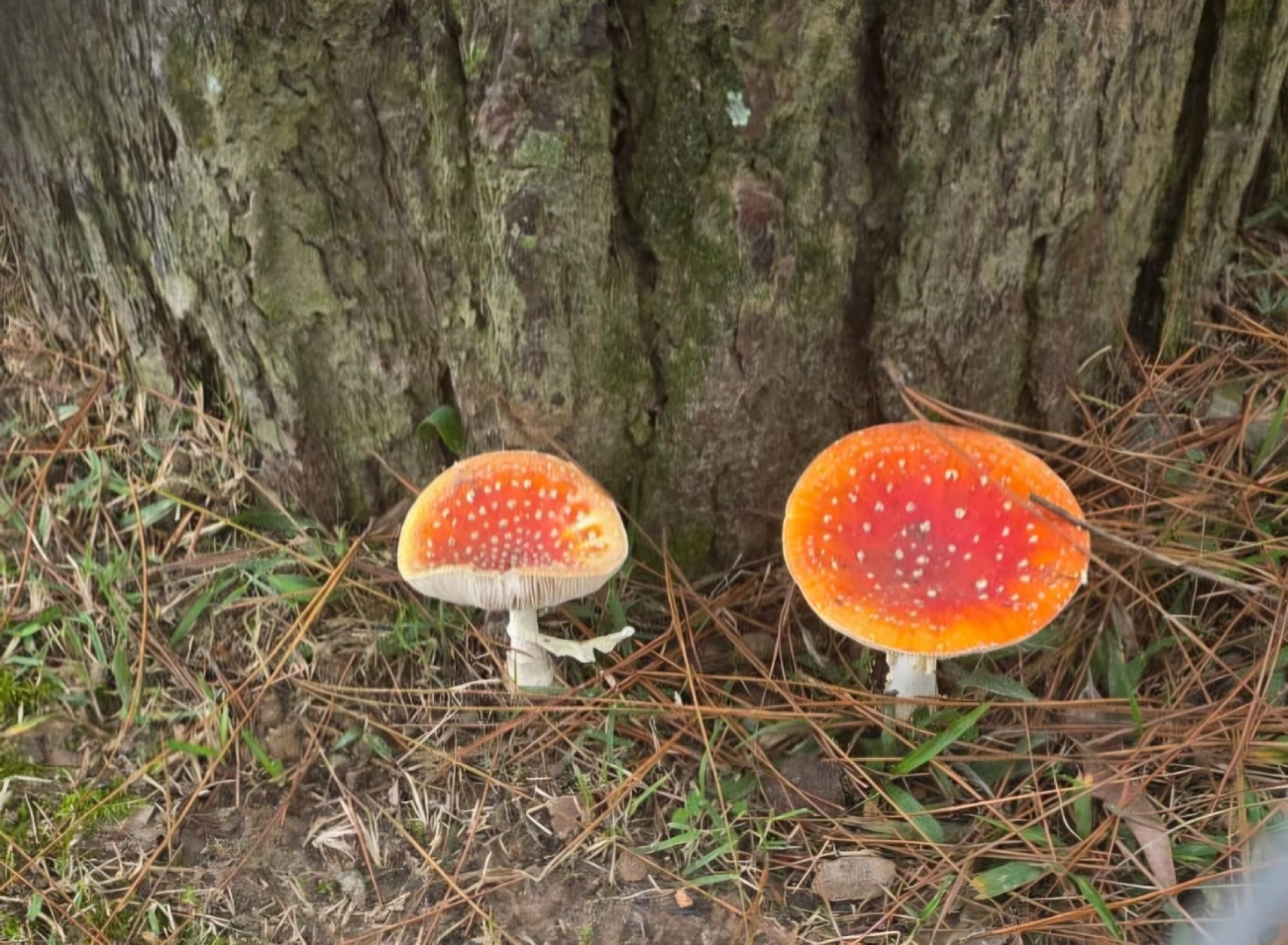 Amanitas e afins (Amanita), fungos, fotografado em Cotia
