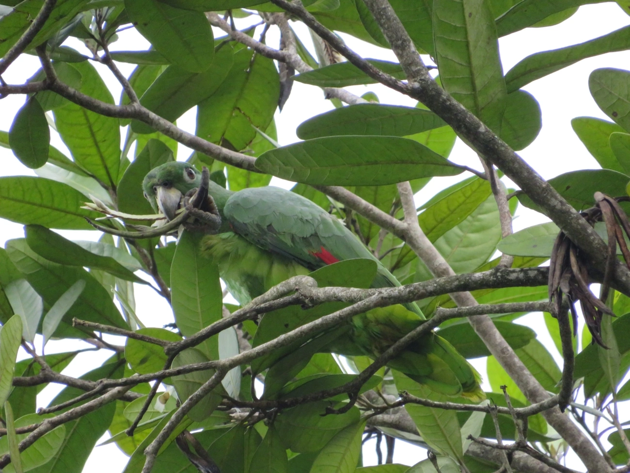 Papagaio-moleiro (Amazona farinosa), aves, fotografado em São Sebastião