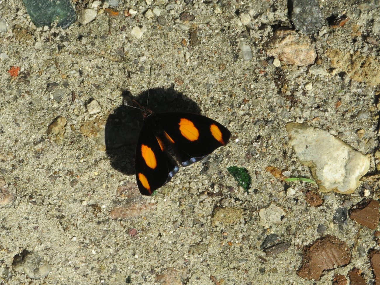 Bandeira-azulada (Catonephele numilia), insetos, fotografado em Maresias, São Sebastião