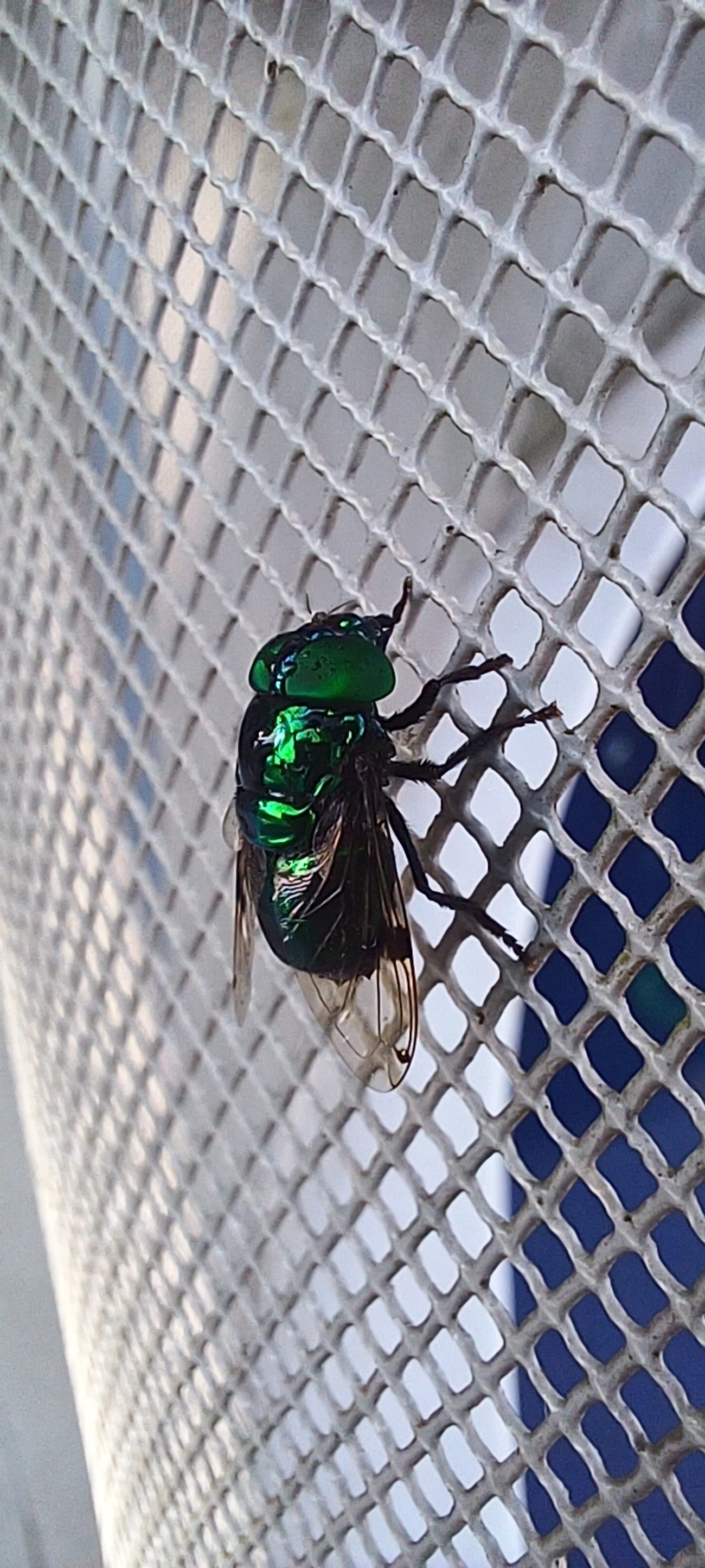 Mosca-das-flores (Ornidia major), insetos, fotografado em Maresias, São Sebastião