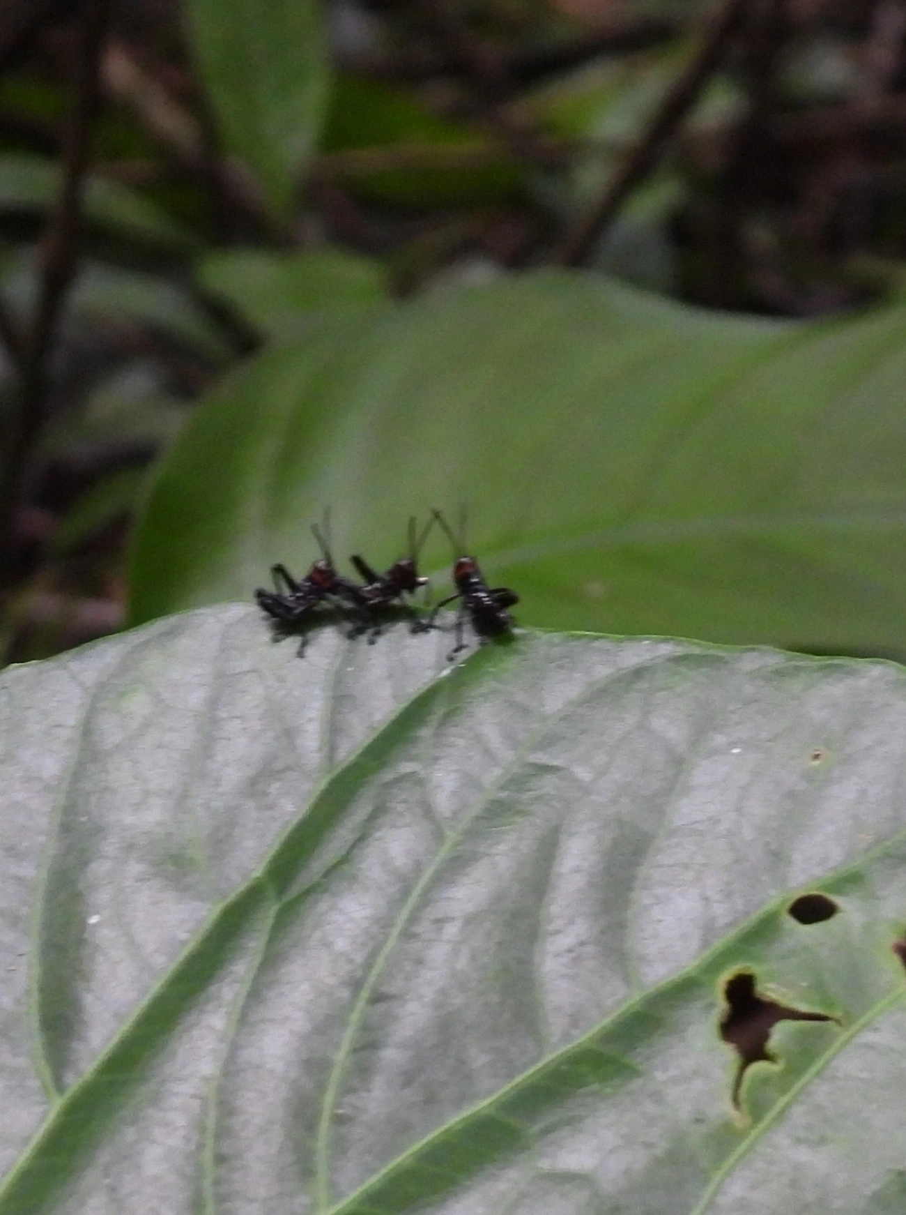 Gafanhoto-soldado (Chromacris speciosa), insetos, fotografado em Maresias, São Sebastião