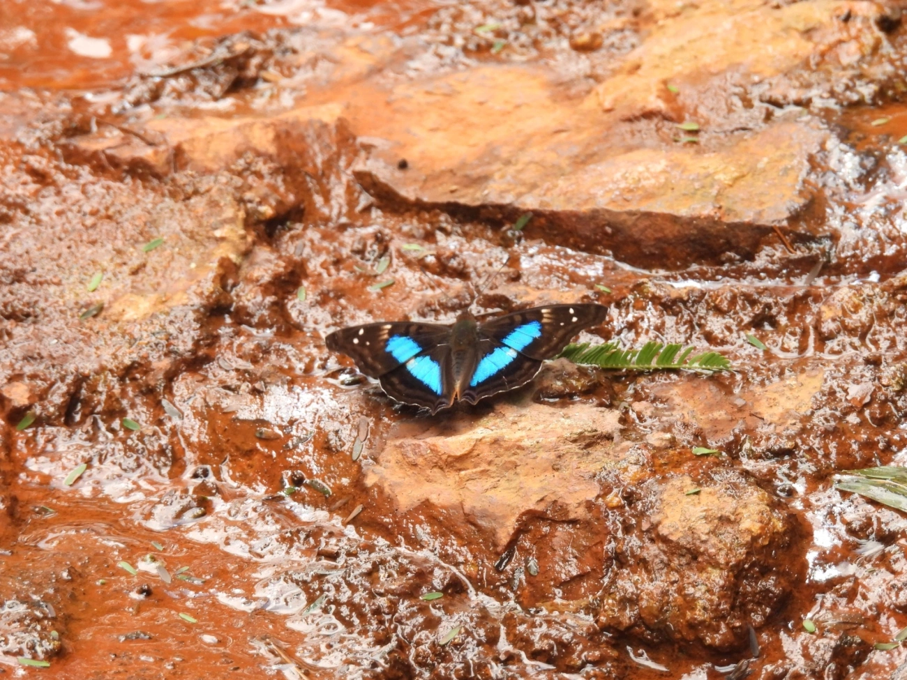 Mal Casados (Doxocopa laurentia), insetos, fotografado em Cabreúva