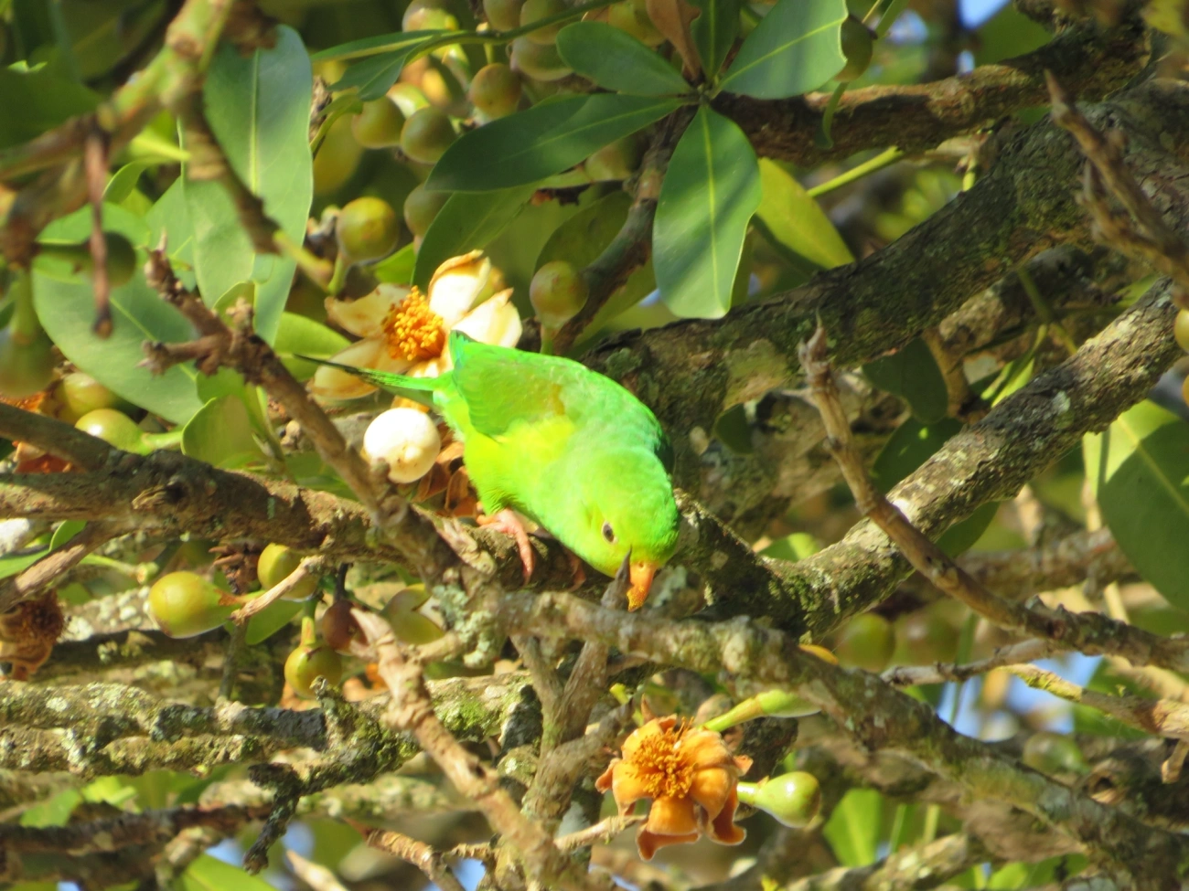 Periquito-rico (Brotogeris tirica), aves, fotografado em Maresias, São Sebastião