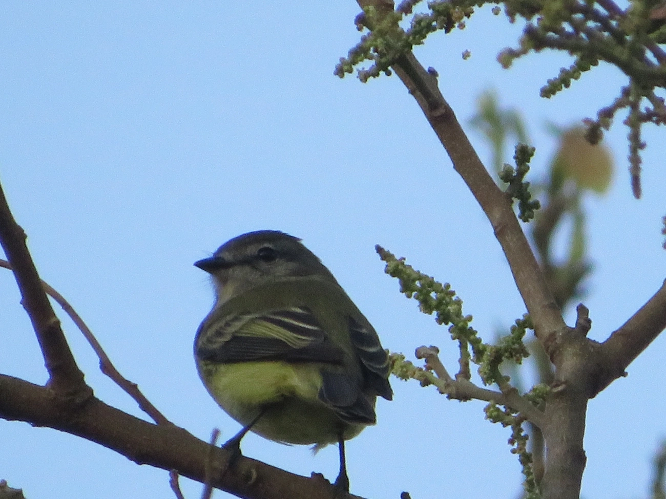 Piolhinho (Phyllomyias fasciatus), aves, fotografado em Maresias, São Sebastião