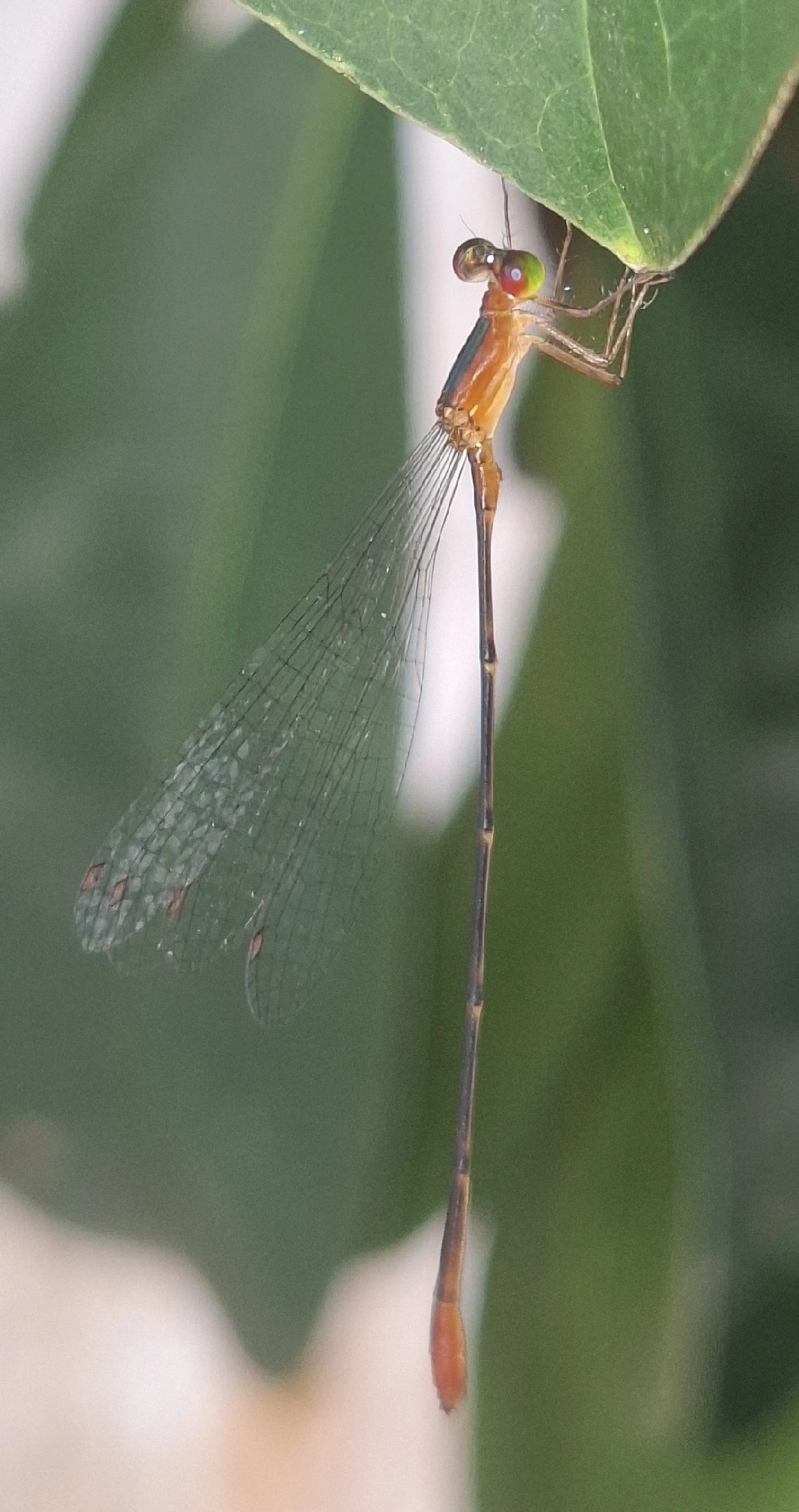 Coenagrionidae, insetos, fotografado em Maresias, São Sebastião