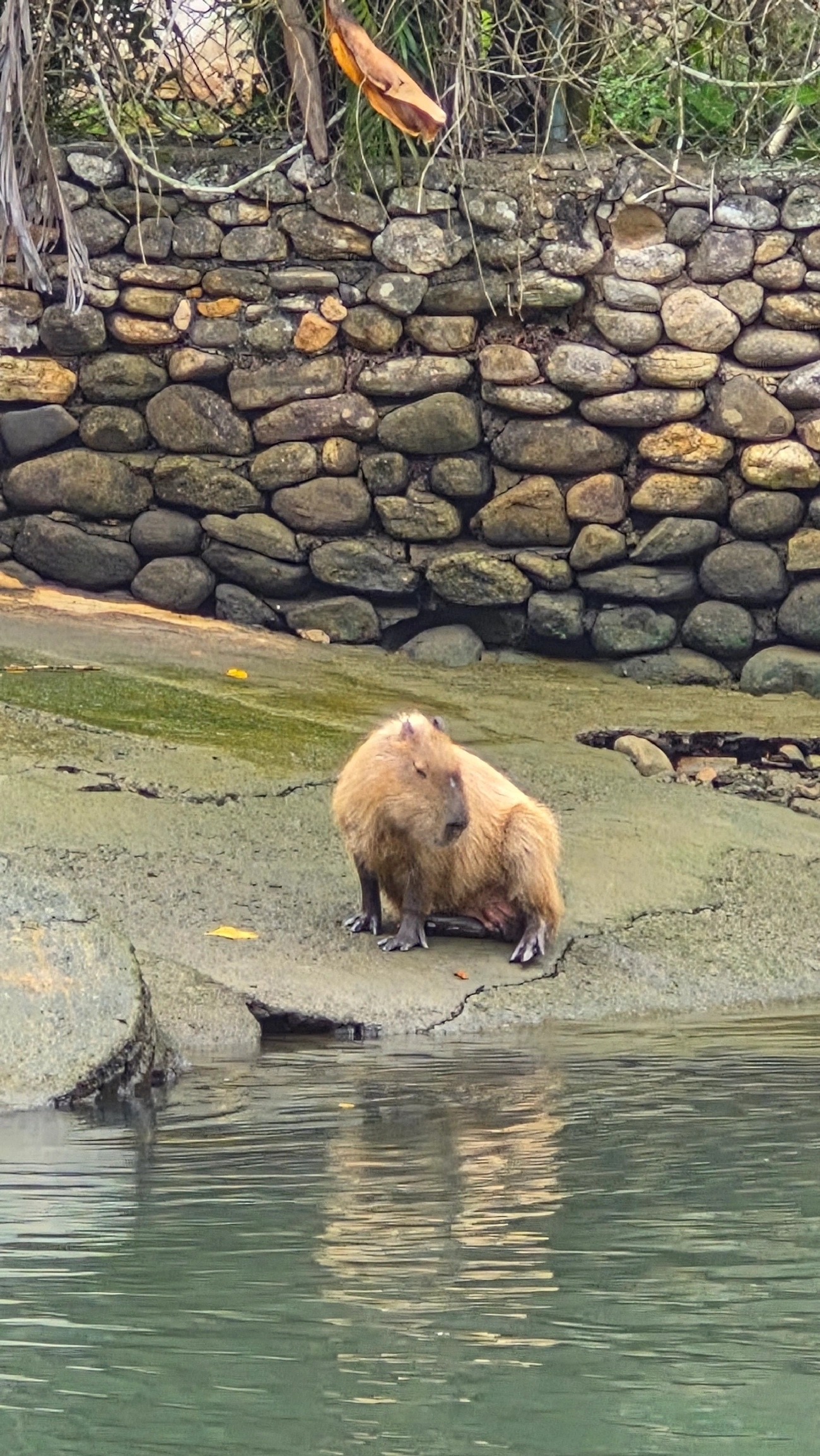 Capivara (Hydrochoerus hydrochaeris), mamíferos, fotografado em Boiçucanga, São Sebastião