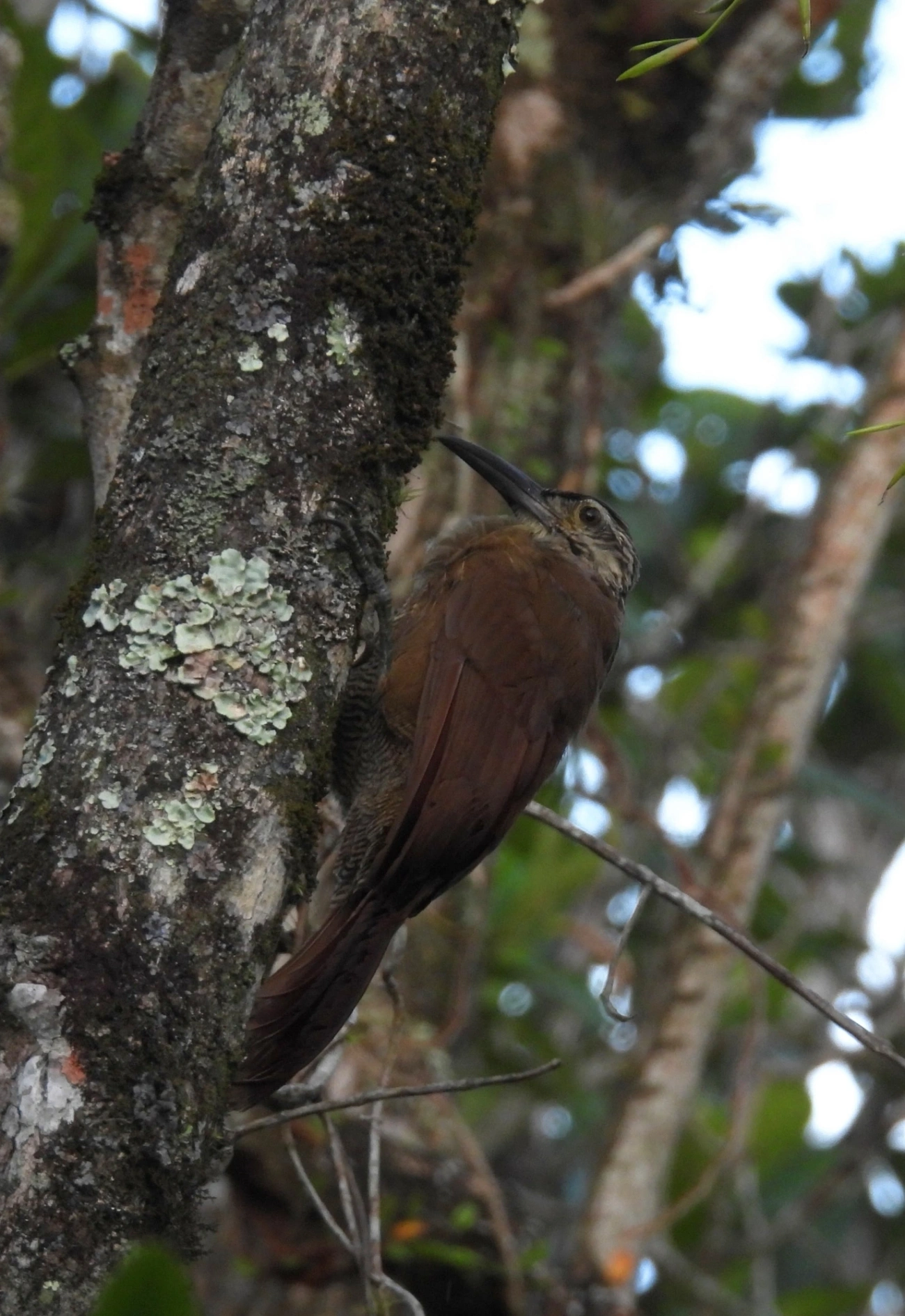 Arapaçu-de-garganta-branca (Xiphocolaptes albicollis), aves, fotografado em Maresias, São Sebastião
