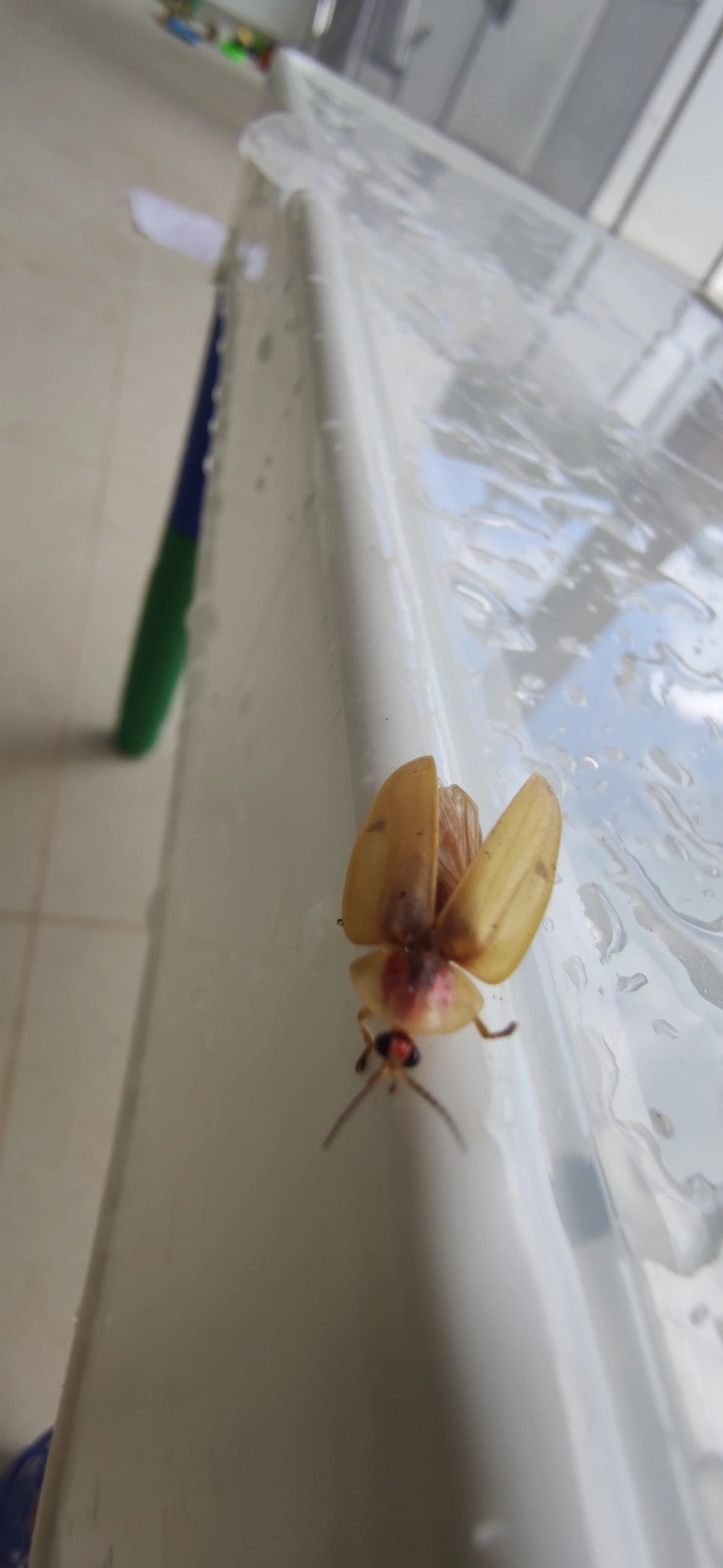 Aspisoma, insetos, fotografado em Maresias, São Sebastião