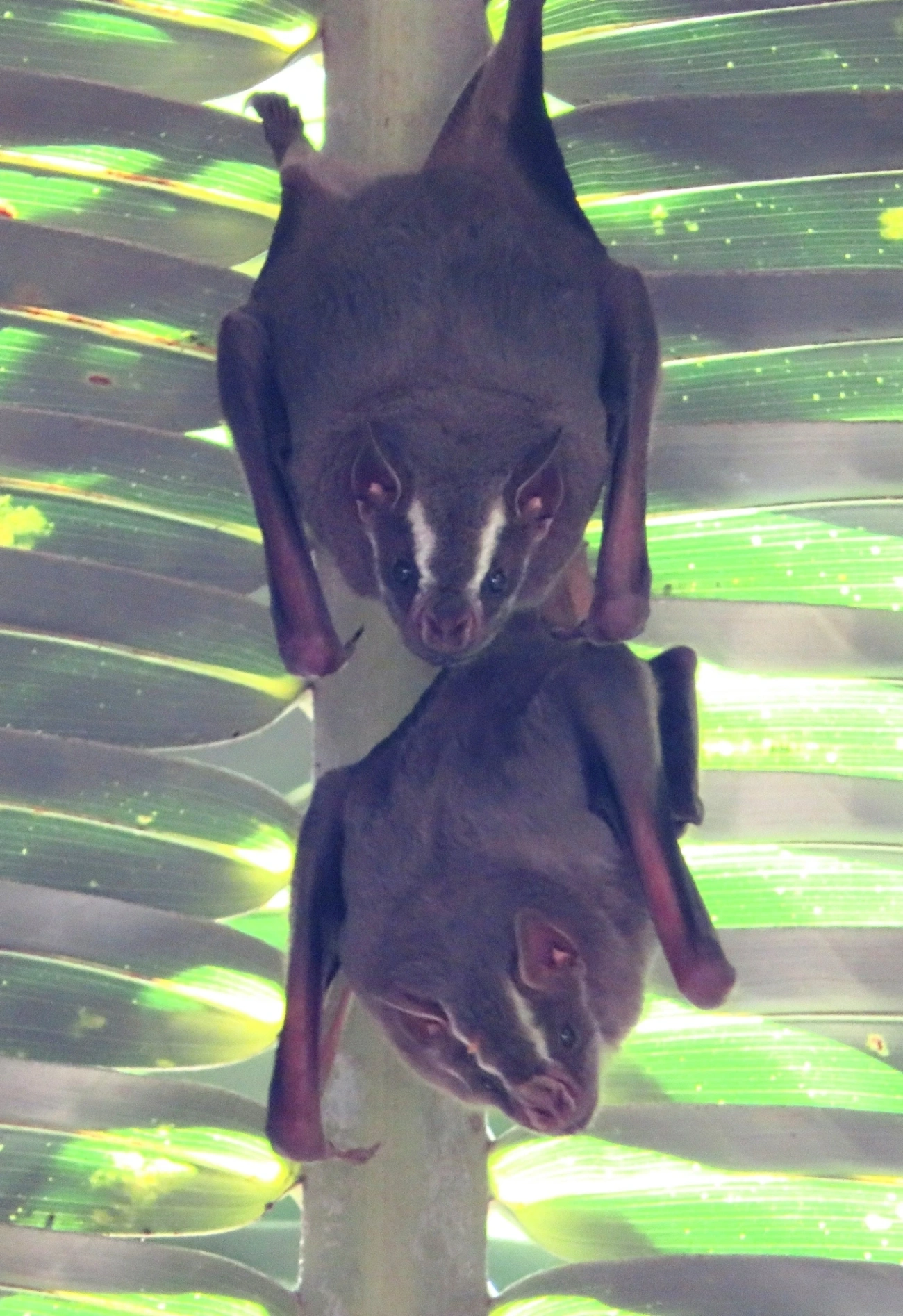 Morcego-da-cara-branca (Artibeus lituratus), mamíferos, fotografado em Maresias, São Sebastião