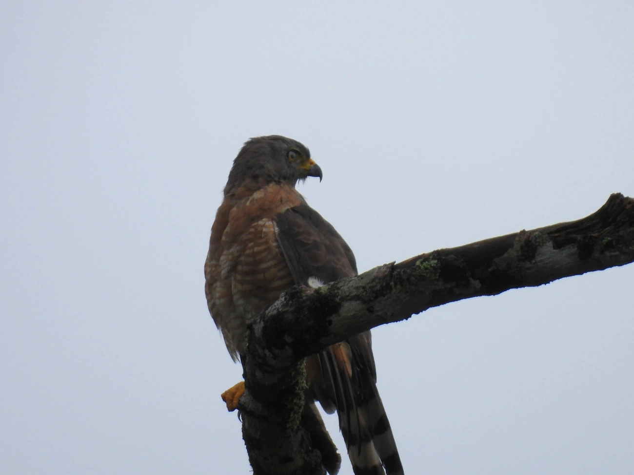 Gavião-carijó (Rupornis magnirostris), aves, fotografado em Maresias, São Sebastião