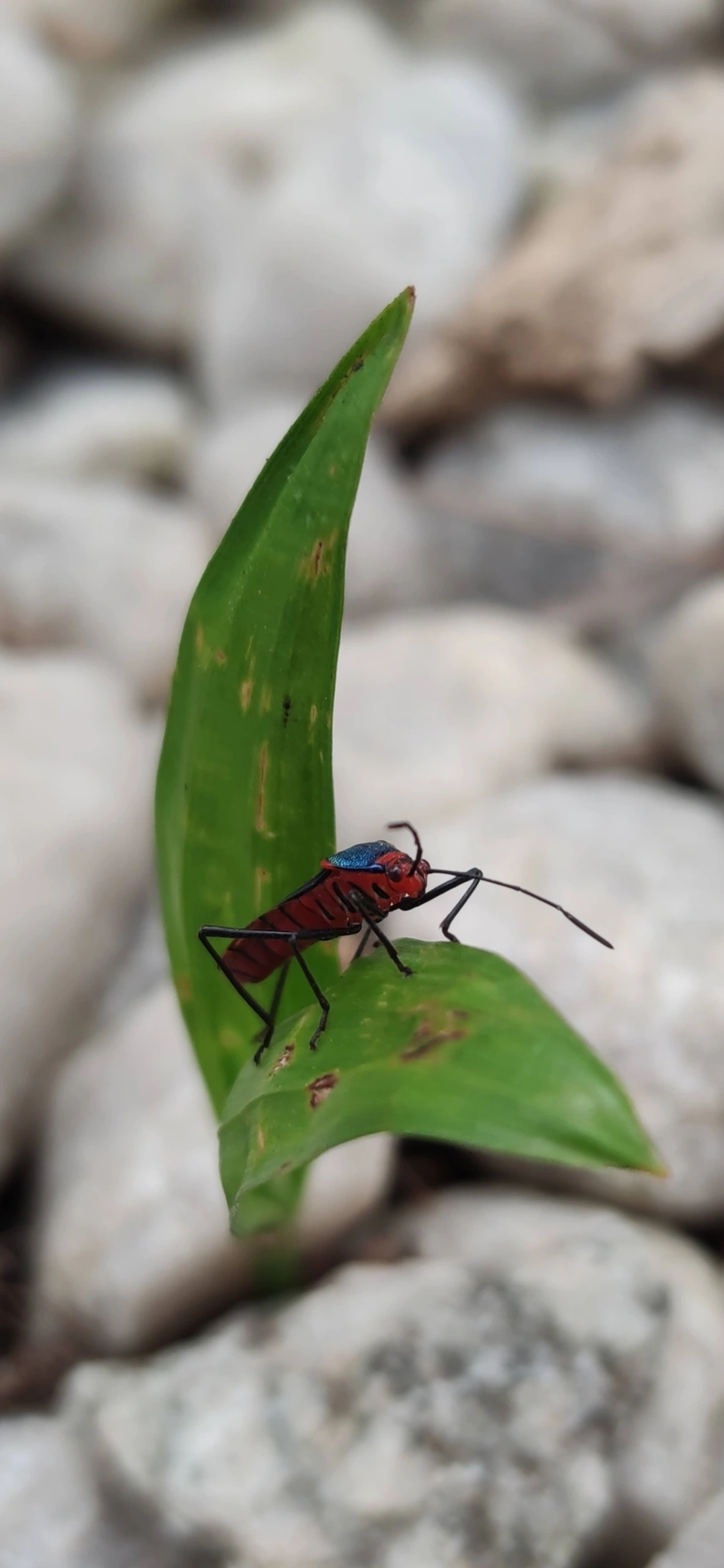 Sphictyrtus, insetos, fotografado em Maresias, São Sebastião