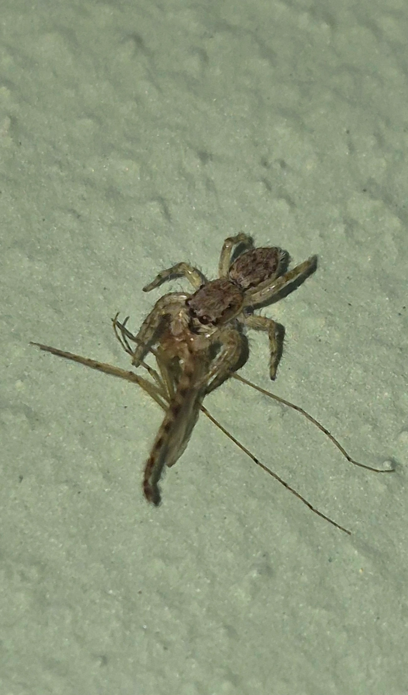 Aranha-saltadora-cinza-de-parede (Menemerus bivittatus), aracnídeos, fotografado em Porto Novo, Caraguatatuba
