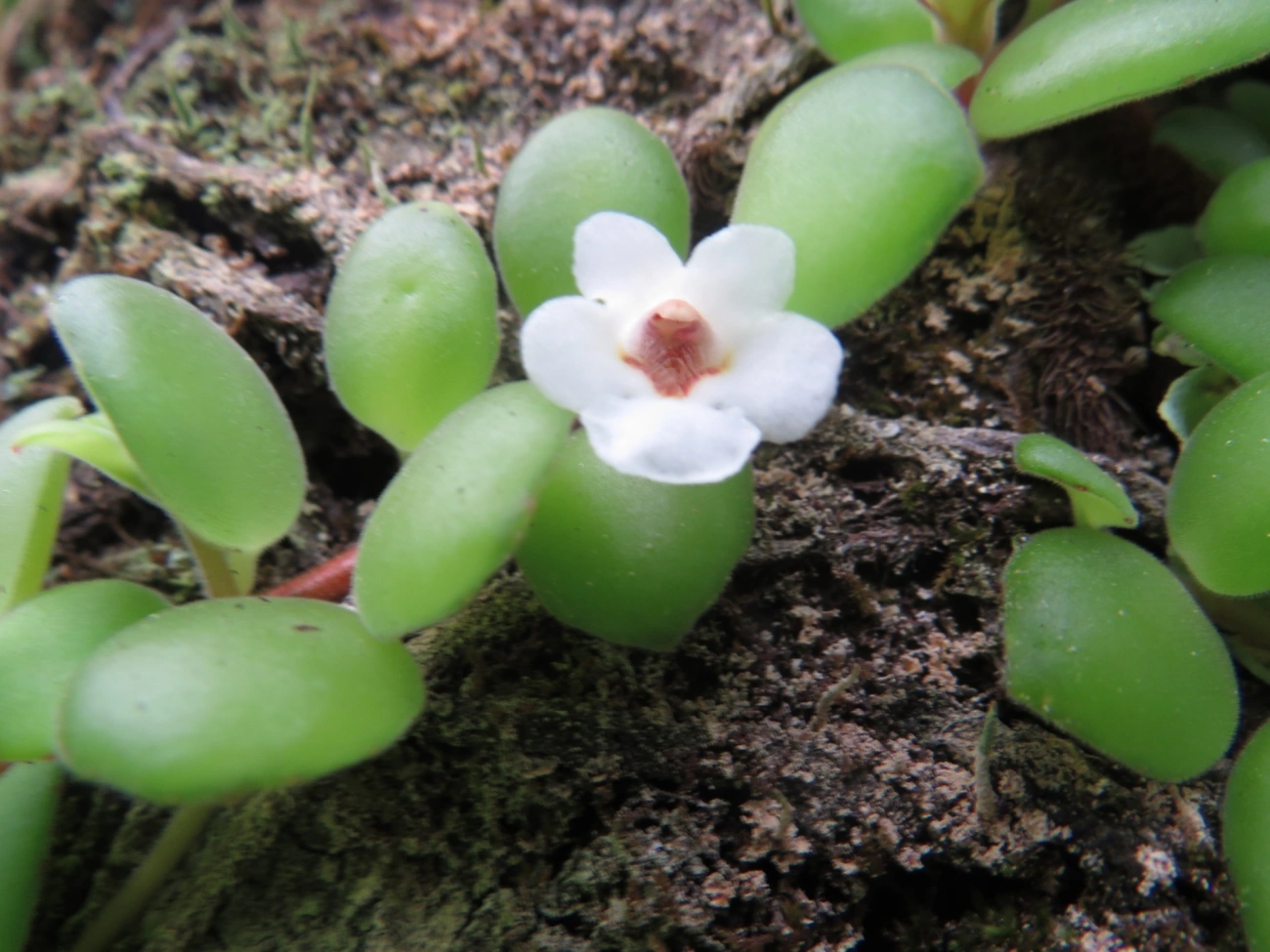Codonanthe devosiana, plantas, fotografado em Maresias, São Sebastião